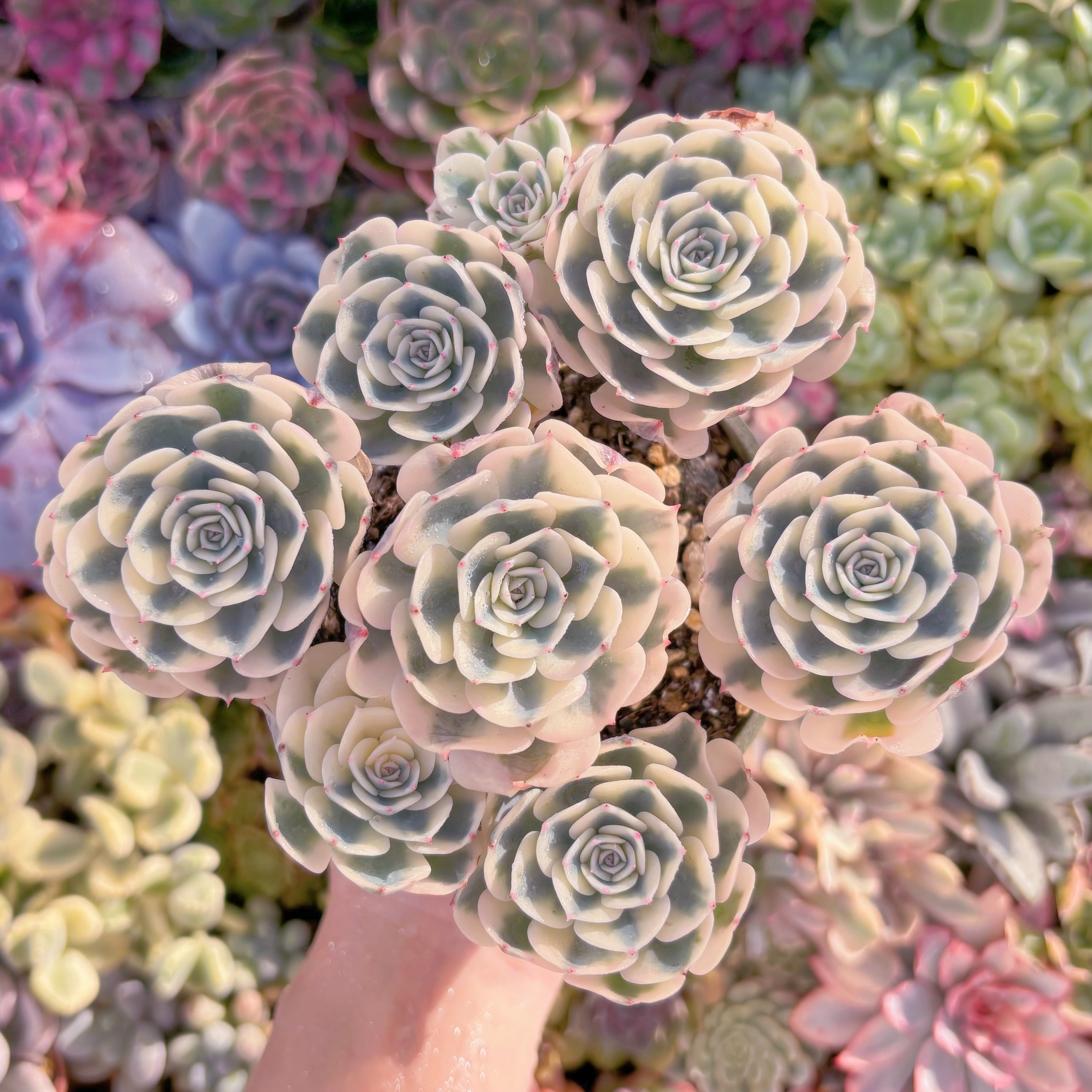 現品　ルノーディーン錦 #A07　大群生　超美苗　在庫僅少　新入荷　るる農園