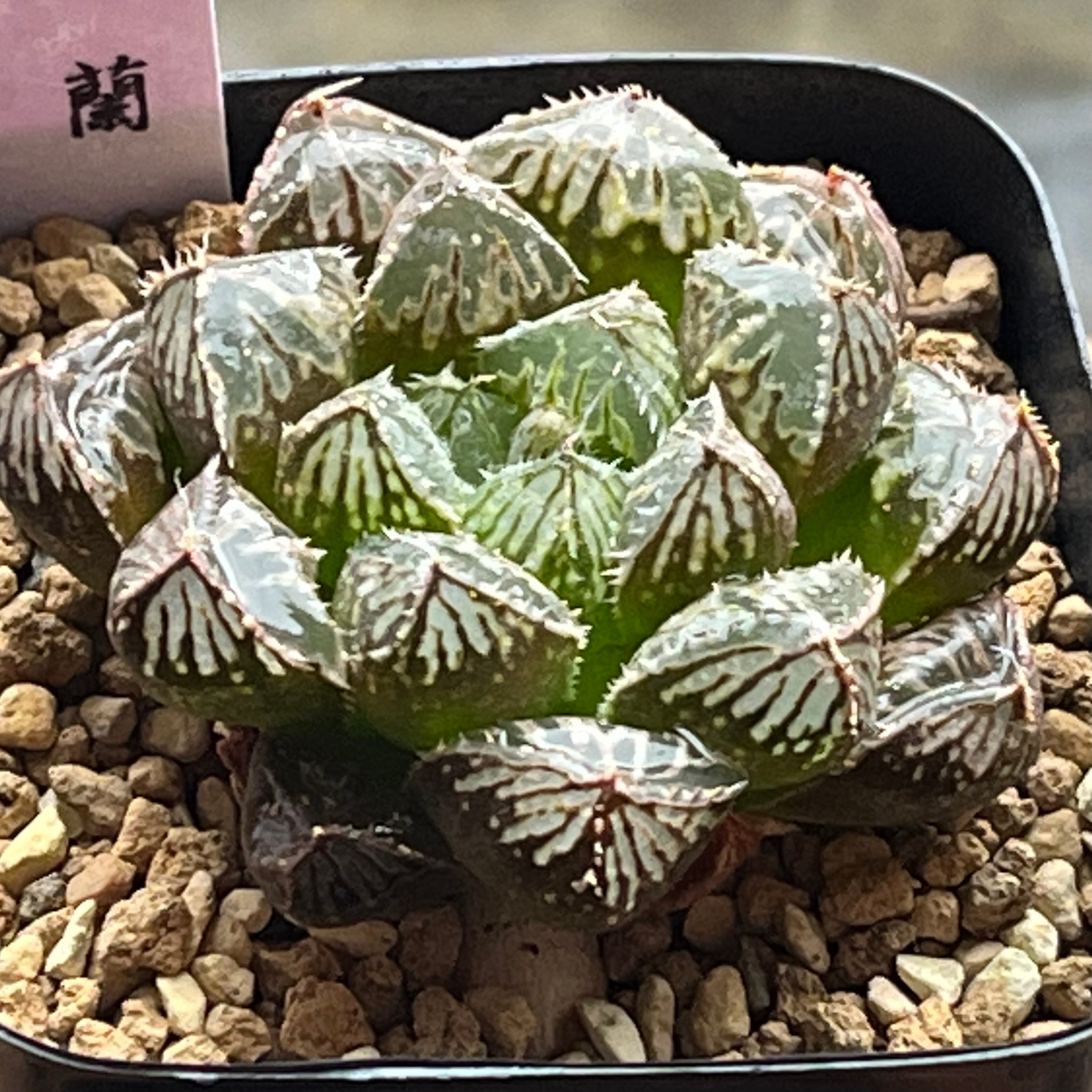 オブツーサ系 | mocono_plants