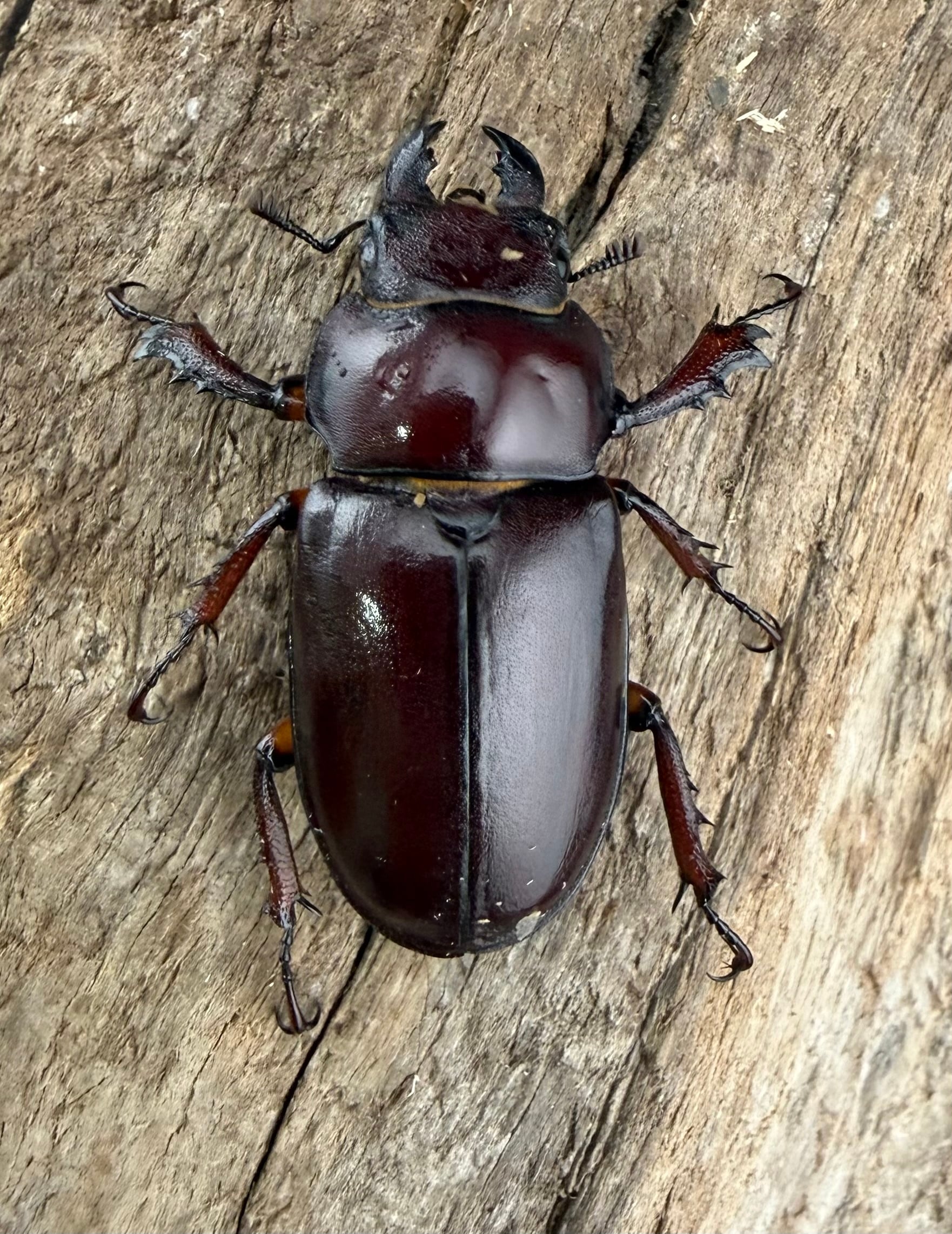 カプレオルスミヤマクワガタ 38mm ペア》 | KPW公式オンラインショップ