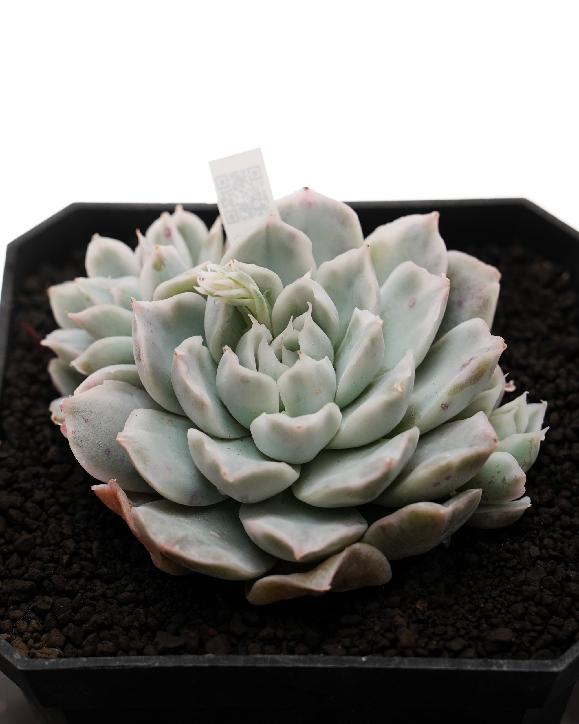 抜き苗 カンテ Echeveria cante | PUKUBOOK SUCCULENTS
