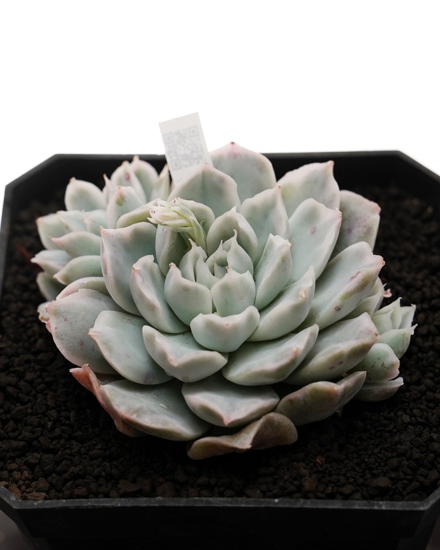 カット苗 シンプソン錦 Echeveria 'Simpson' Variegated