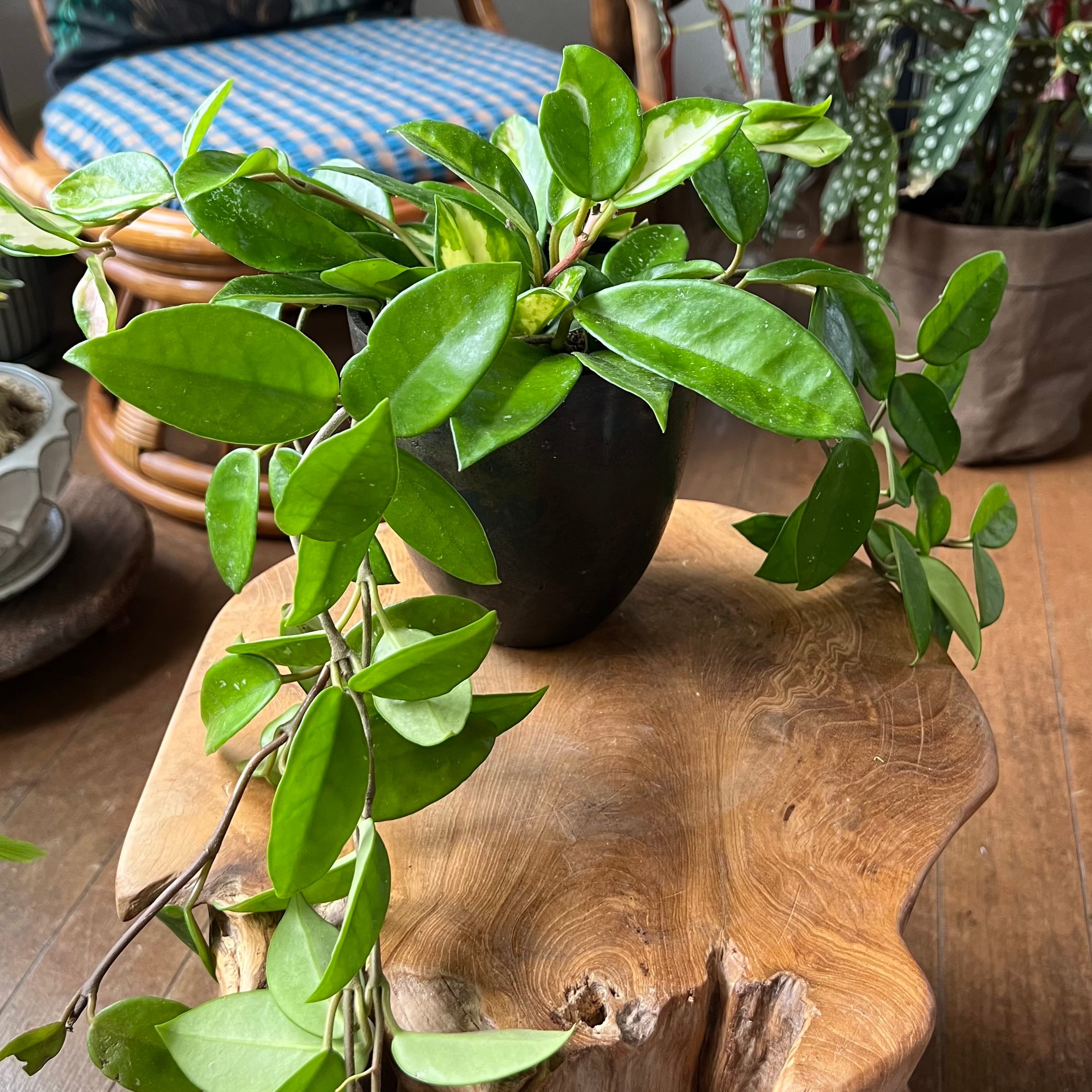 ホヤ・カルノーサ・エキゾチカ 3.5号／IRGYS | 植木戸