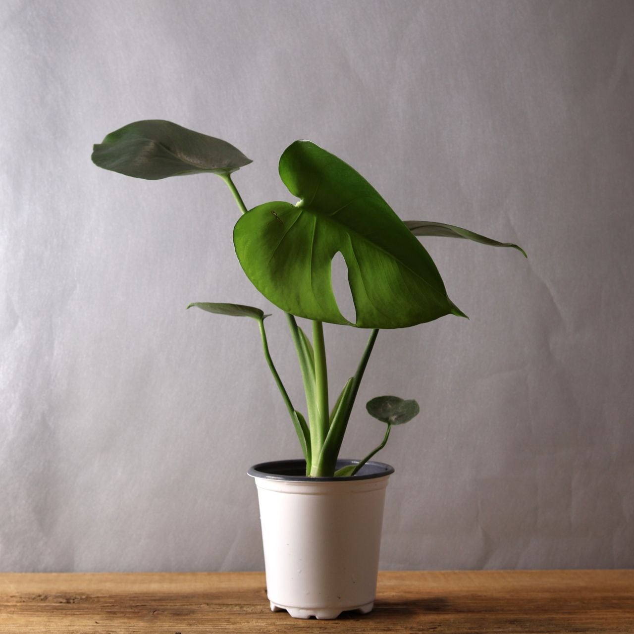 モンステラ　茎太 348 希少で上品『モンステラ タウエリ』観葉植物 【送料無料】 | MARX