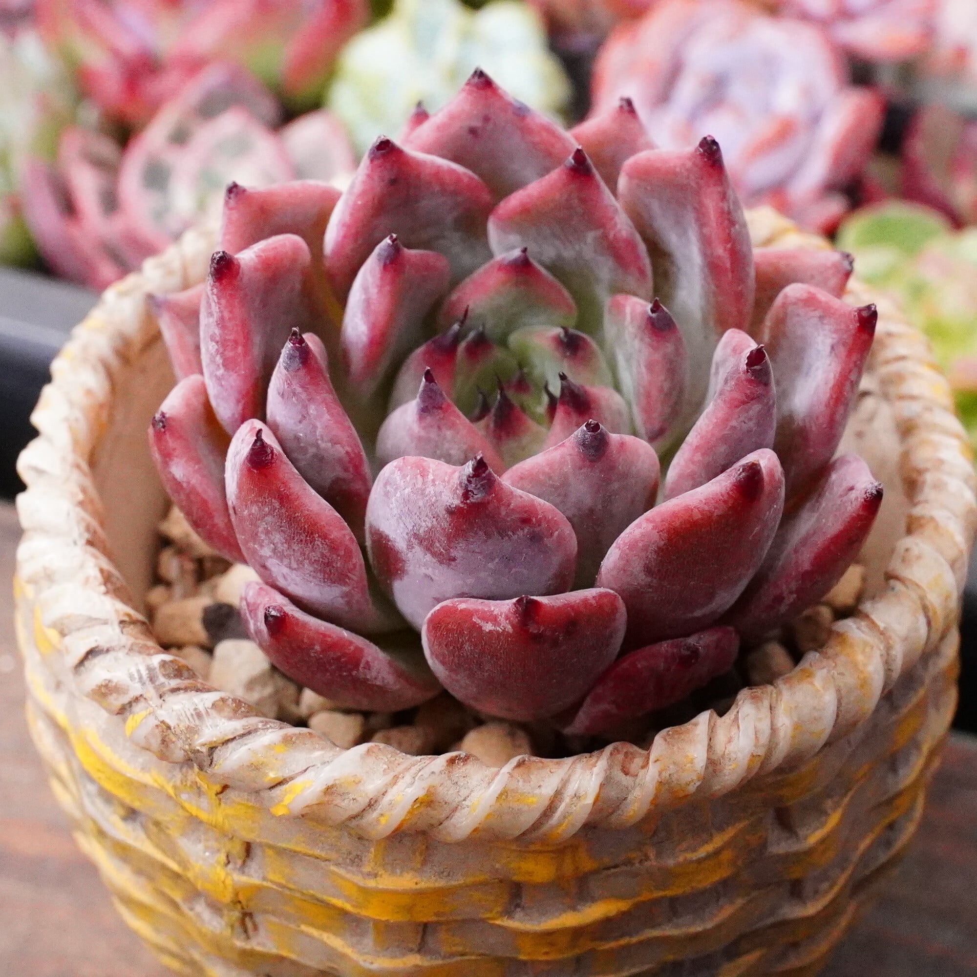 すべての商品 | E-TANIKU