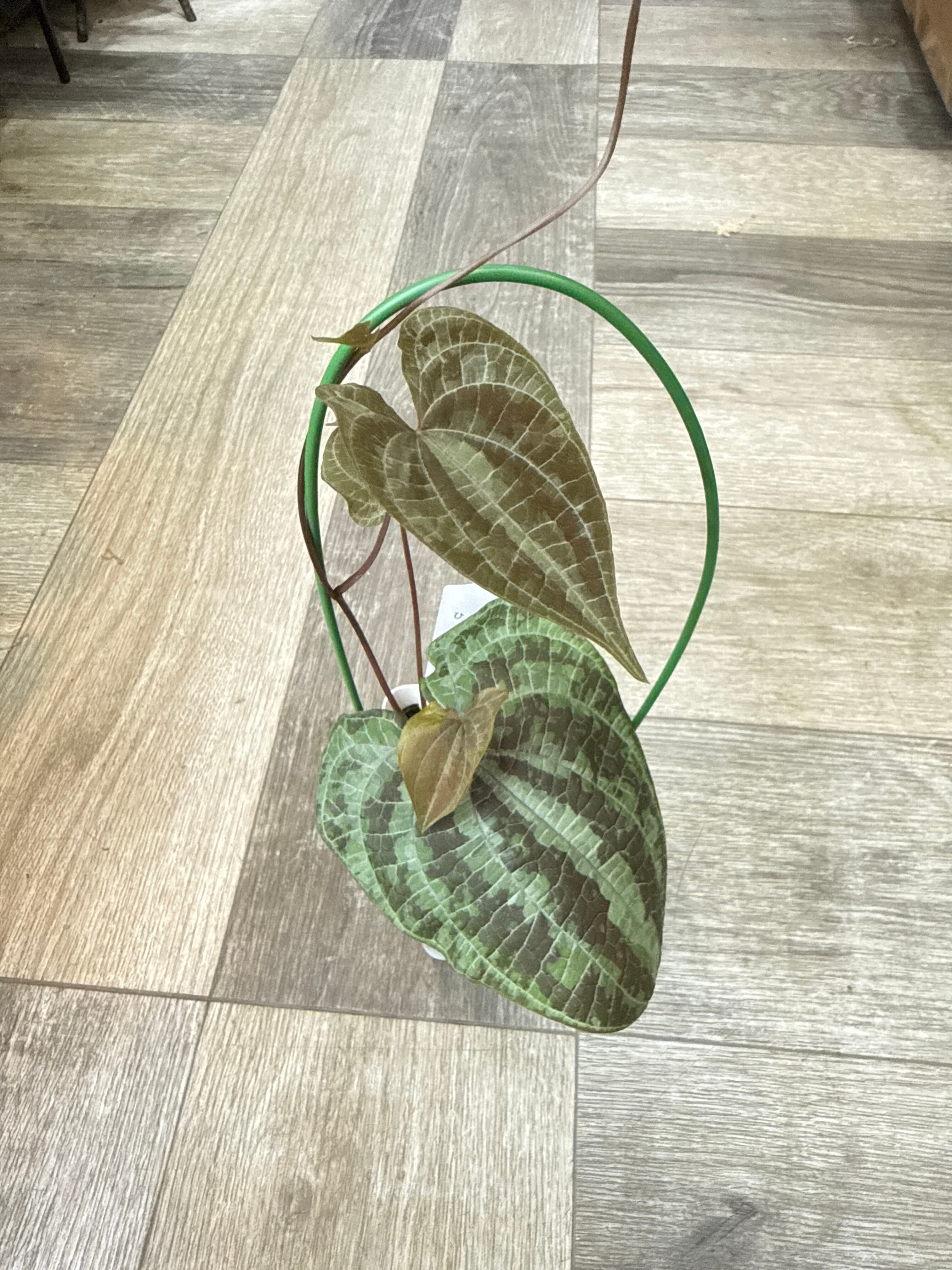 トコペデイア ディオスコレア ドデカネウラ | Gardenえん 【観葉熱帯植物】