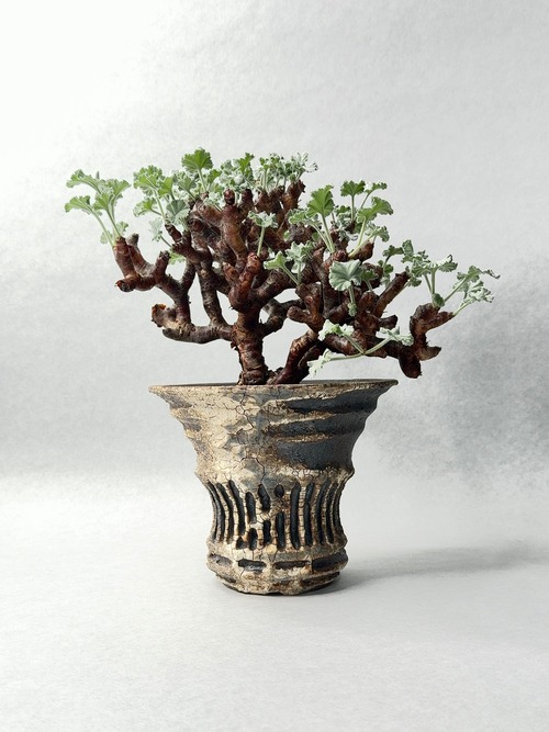 ペラルゴニウム・ミラビレ