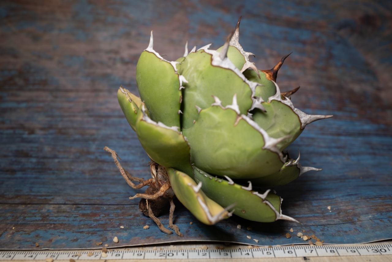 アガベ チタノタ ノーネーム⑨ 画像2