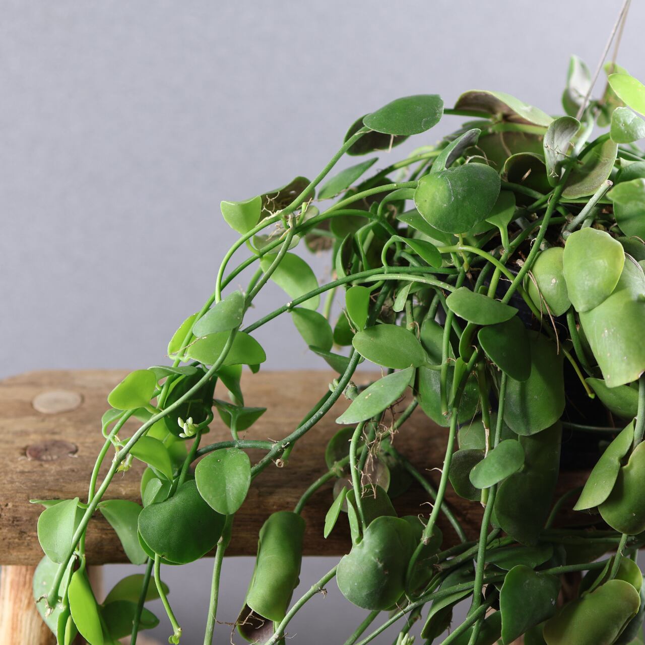 観葉植物 ホヤ インブリカータ 吊り鉢