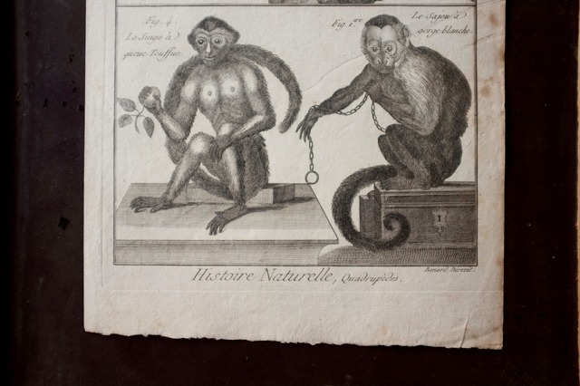 18世紀 France Diderot D'Alembert 稀有な動物の博物画b