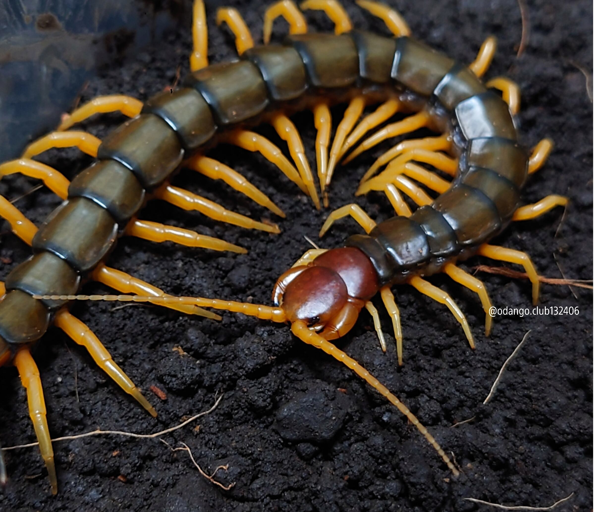 渡嘉敷島産 トビズムカデ 1匹 ムカデ おだんごくらぶ