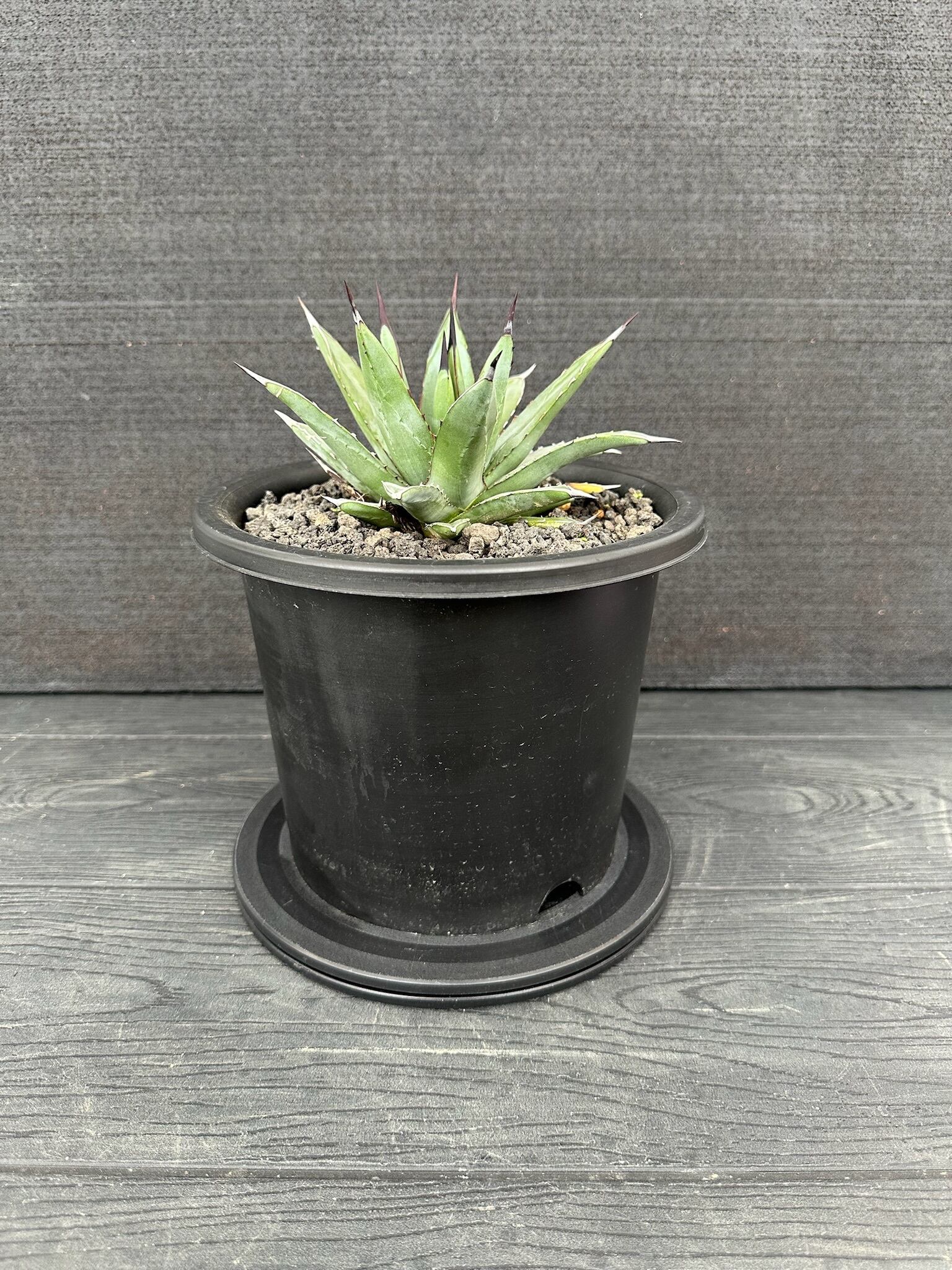 306 アガベ リトルシャーク Agave Little shark | T Plants Labo