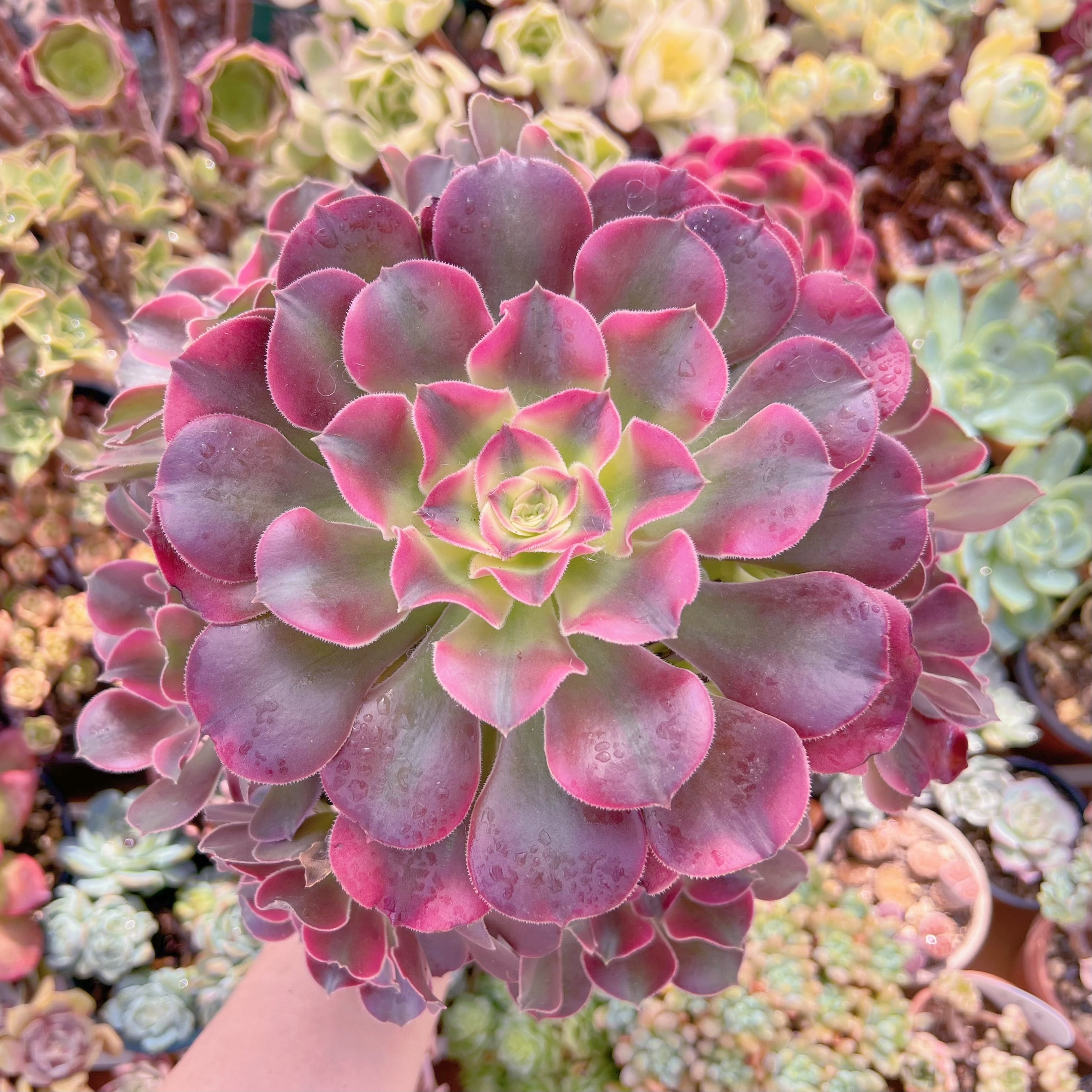 現品　アフラダイティ変異#638　特大群生　るる農園