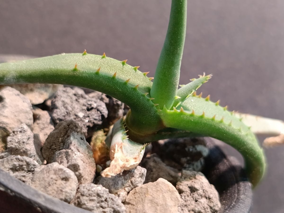 Aloe branddraaiensis アロエ ブランドレイエンシス | サボテンと多肉