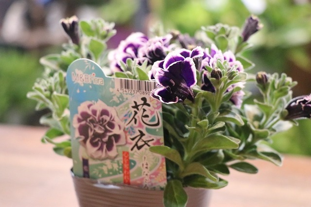 ペチュニア 花衣 はなごろも 藍染 Gp Yamacho