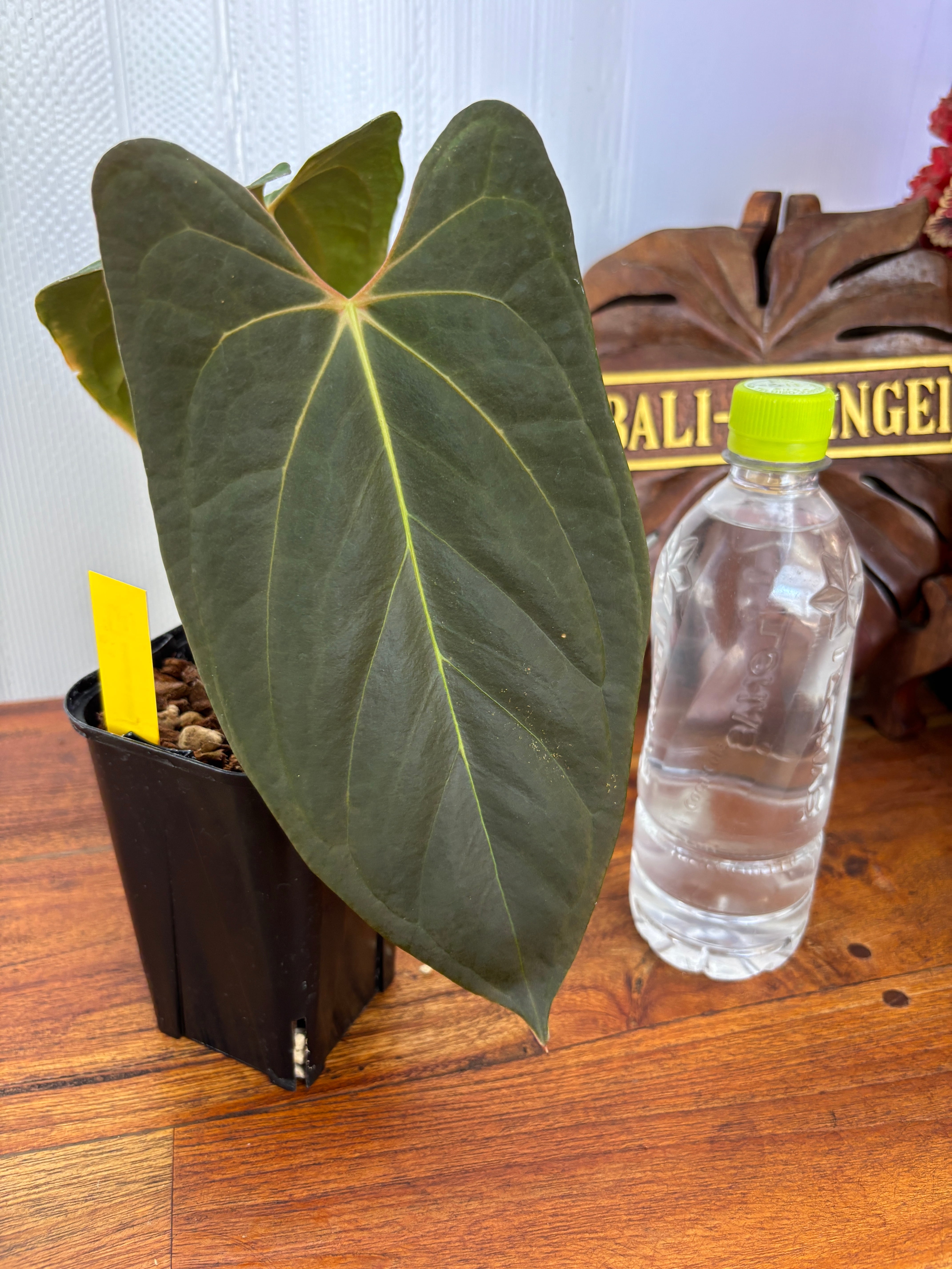 Anthurium | BALI-AN 園芸