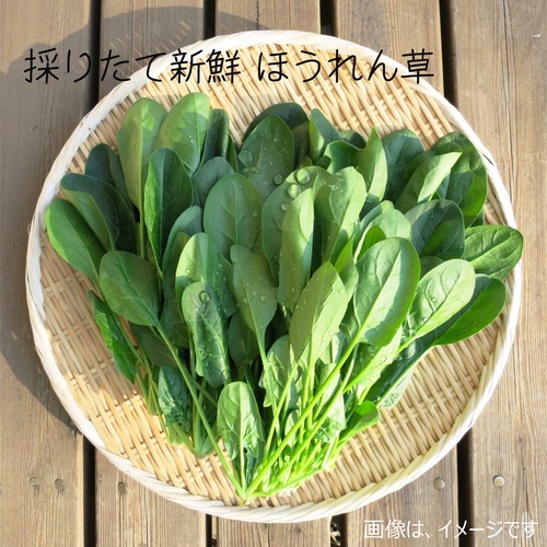 新鮮な秋野菜 ： ホウレンソウ　約400ｇ　11月の朝採り直売野菜　11月7日発送予定