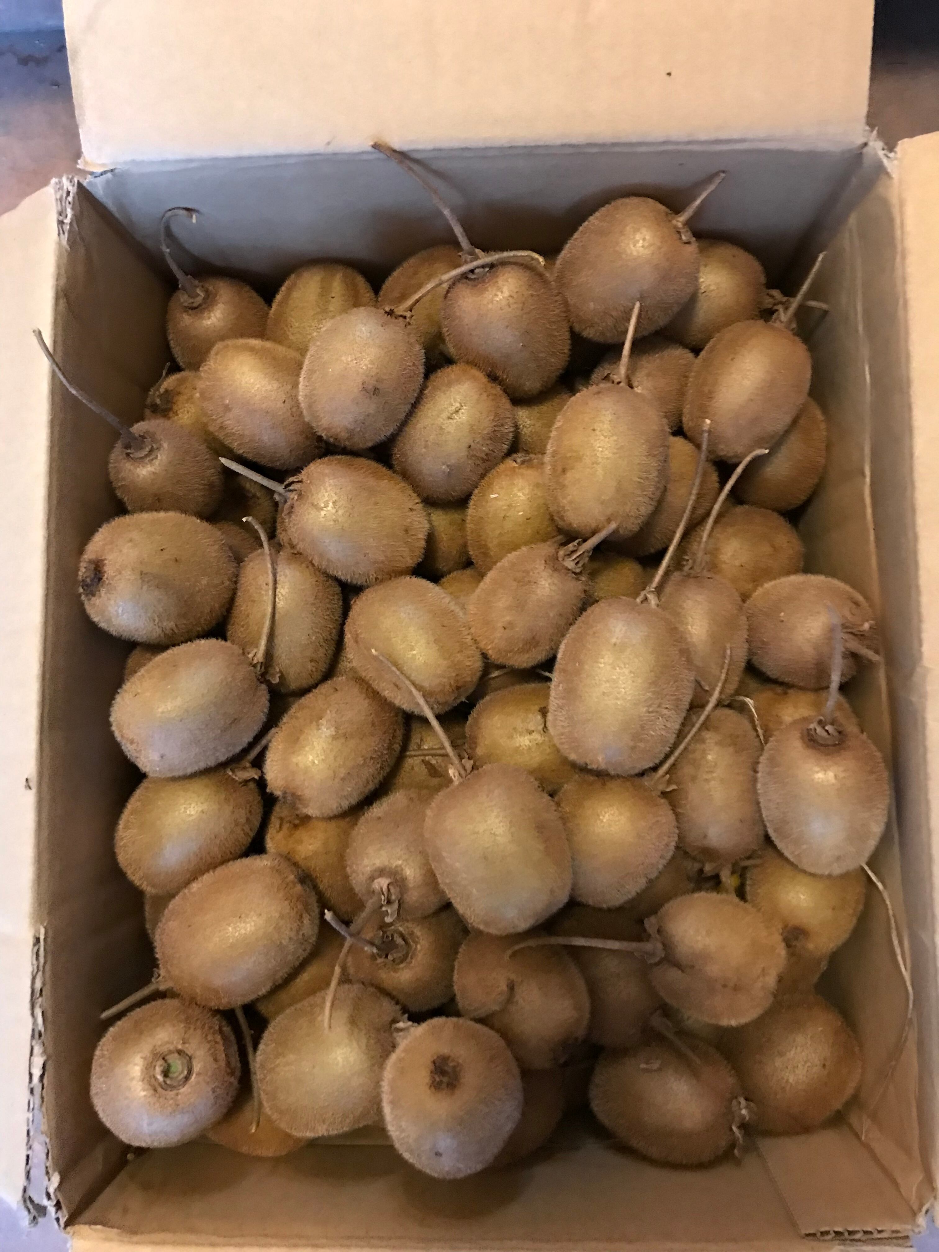 キウイ2022 | antipasto