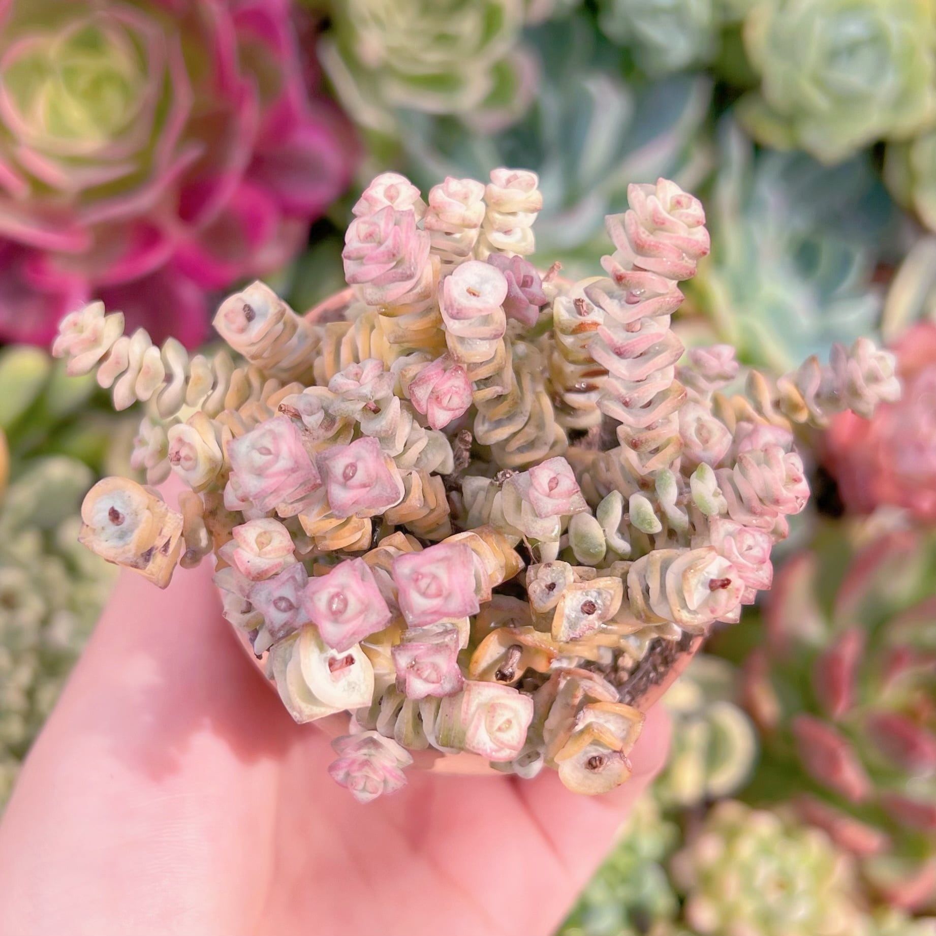 現品　ファンタジー錦#914　るる農園