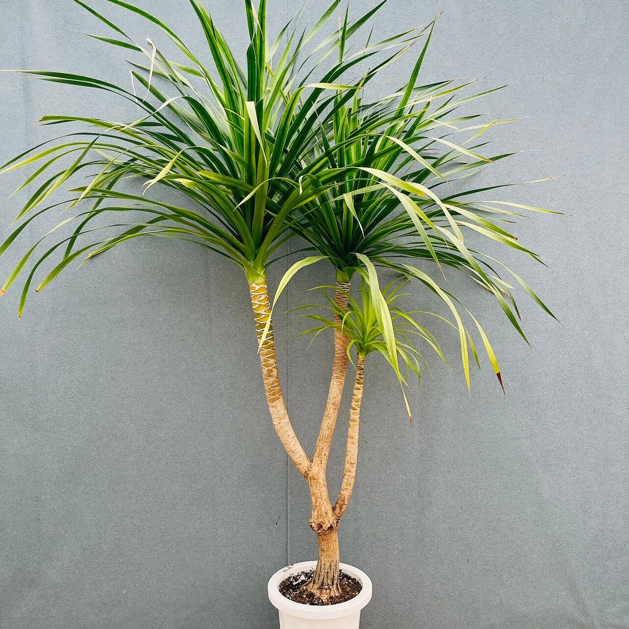 現品］【希少】81番 ドラセナ カンボジアーナ 8号 観葉植物 レア 室内