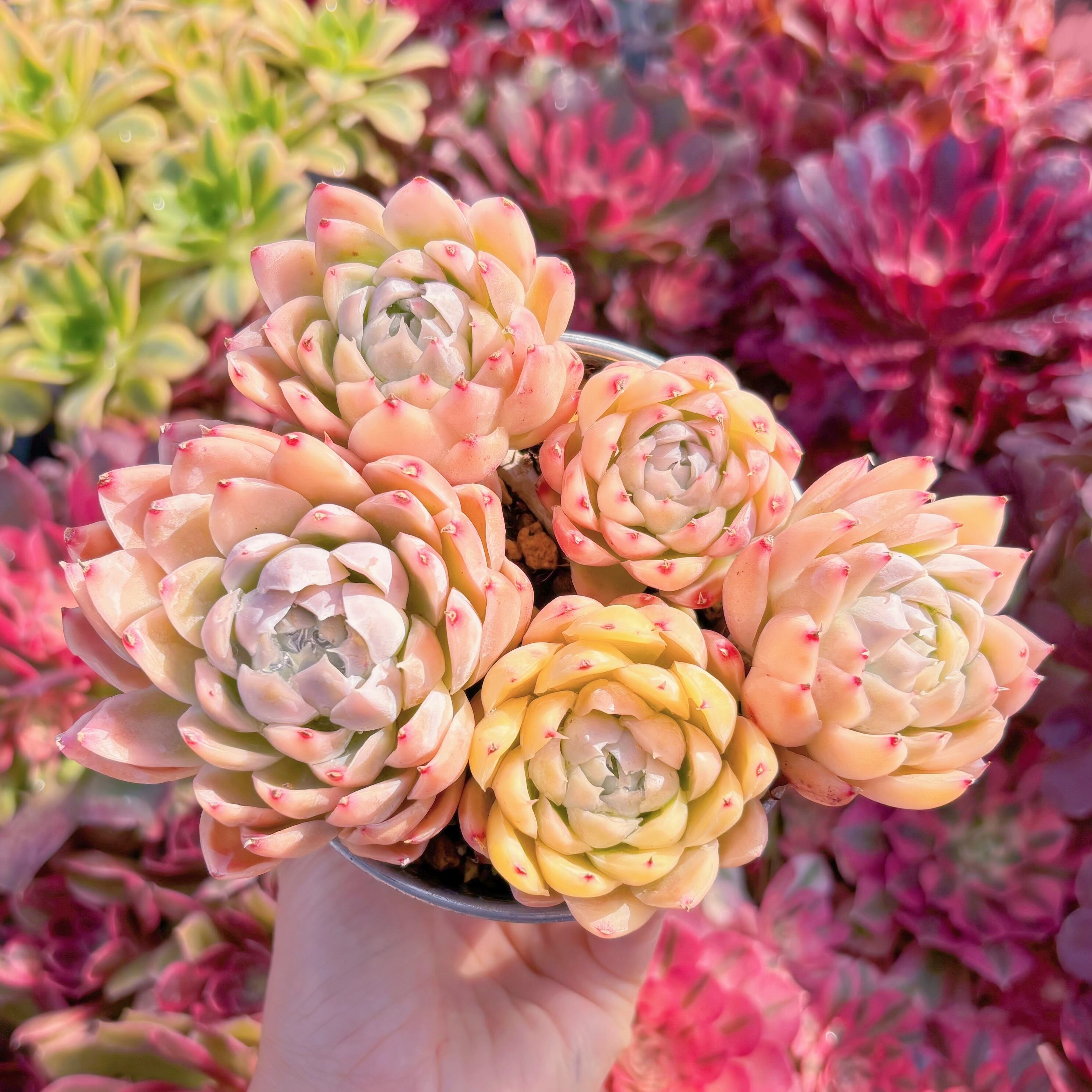 現品　ピンクヒューミリス錦#687　るる農園