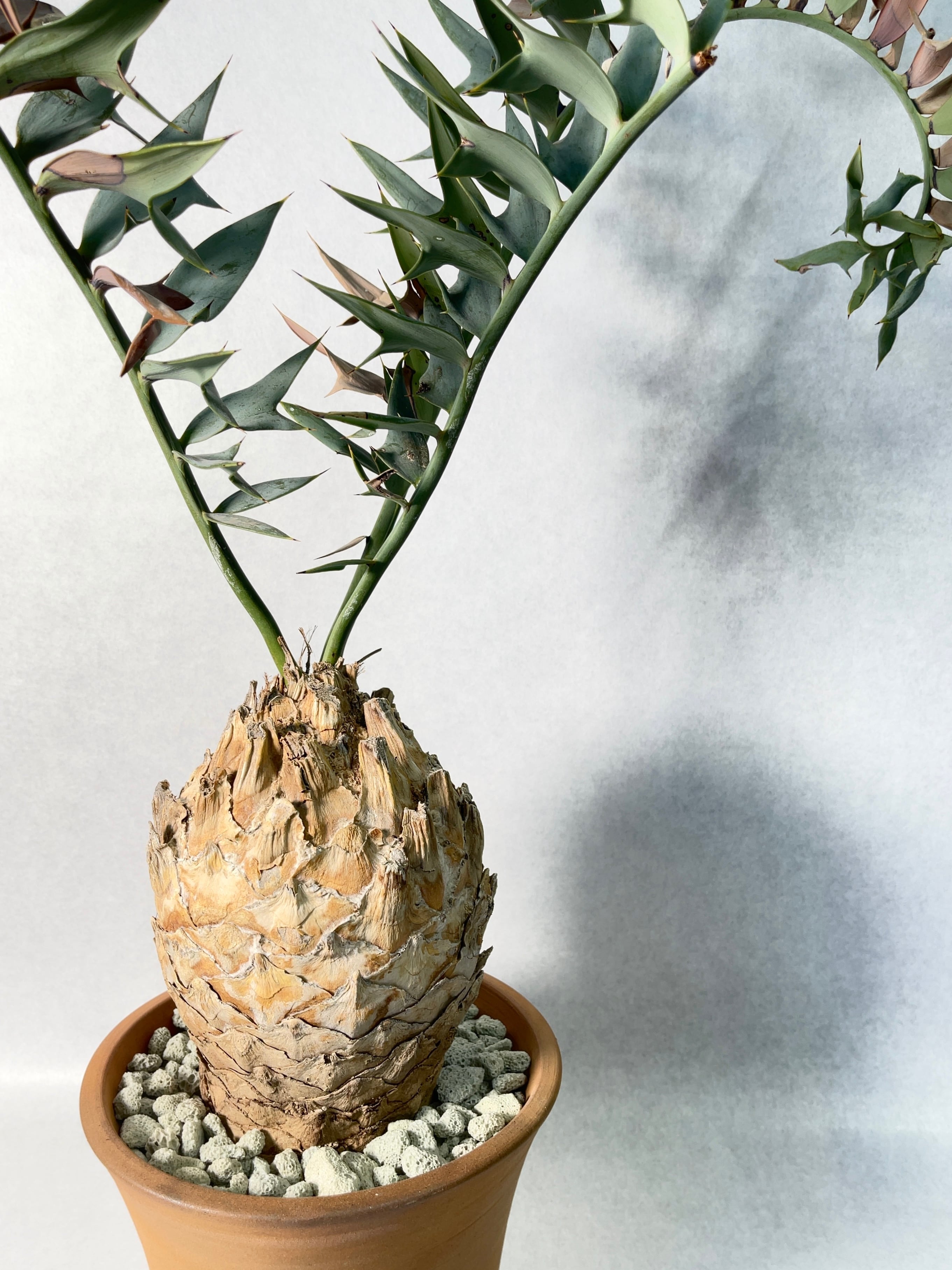 エンセファラルトスホリダス エンセファラルトス・ホリダス | trigger