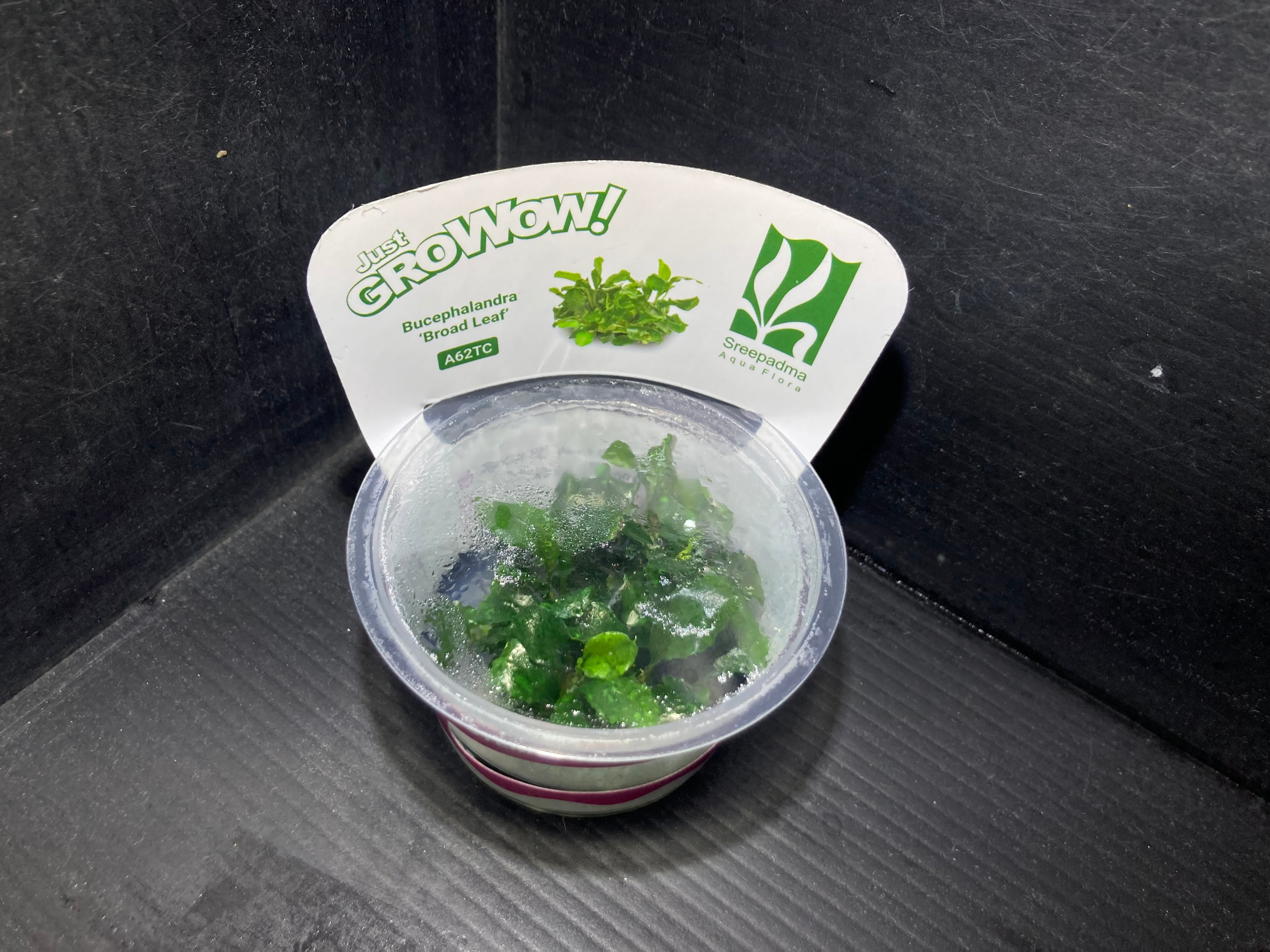 ブセファランドラ | AquaFocus