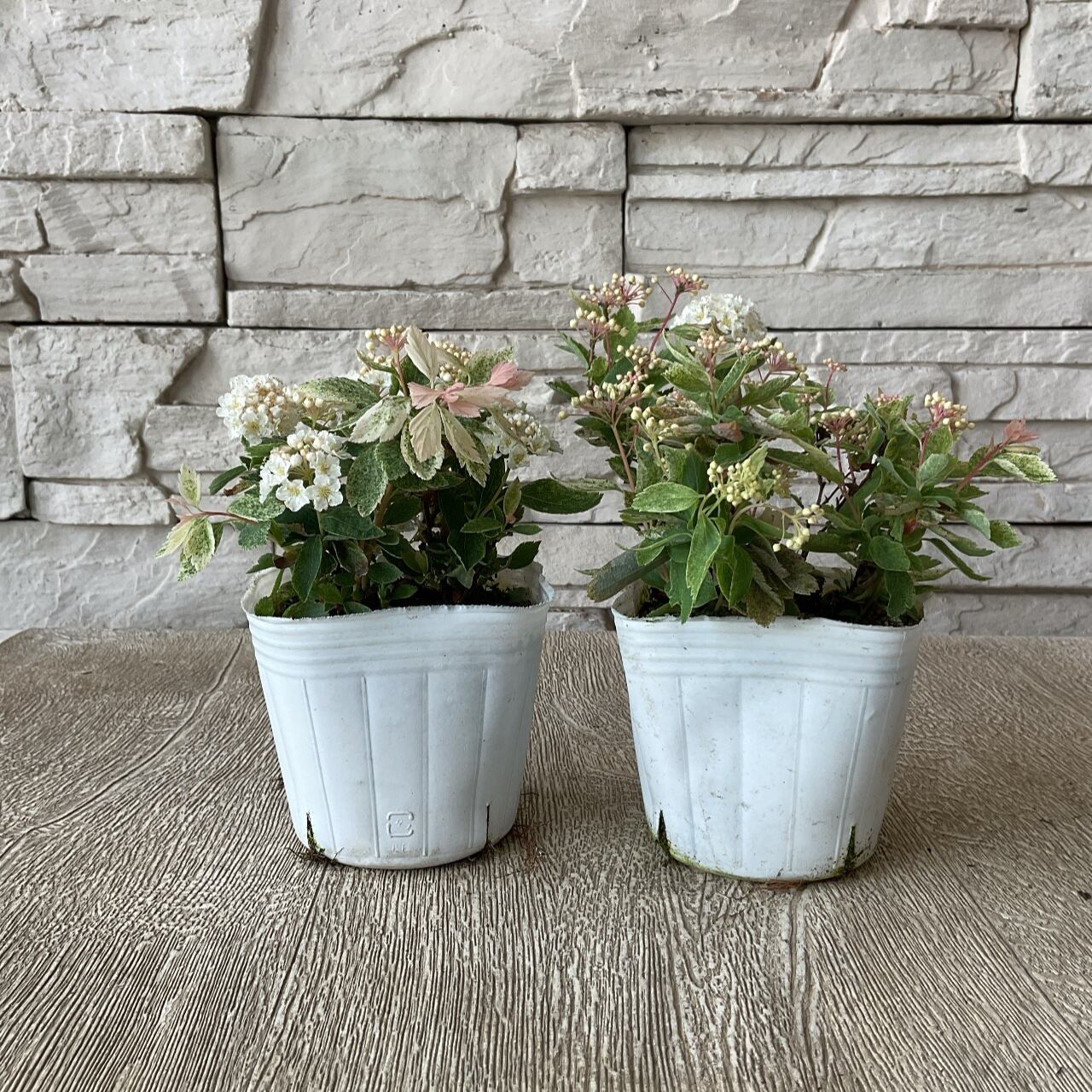 桜でまり ピンクアイス 橋本種苗園