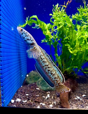 チャンナ インセイン