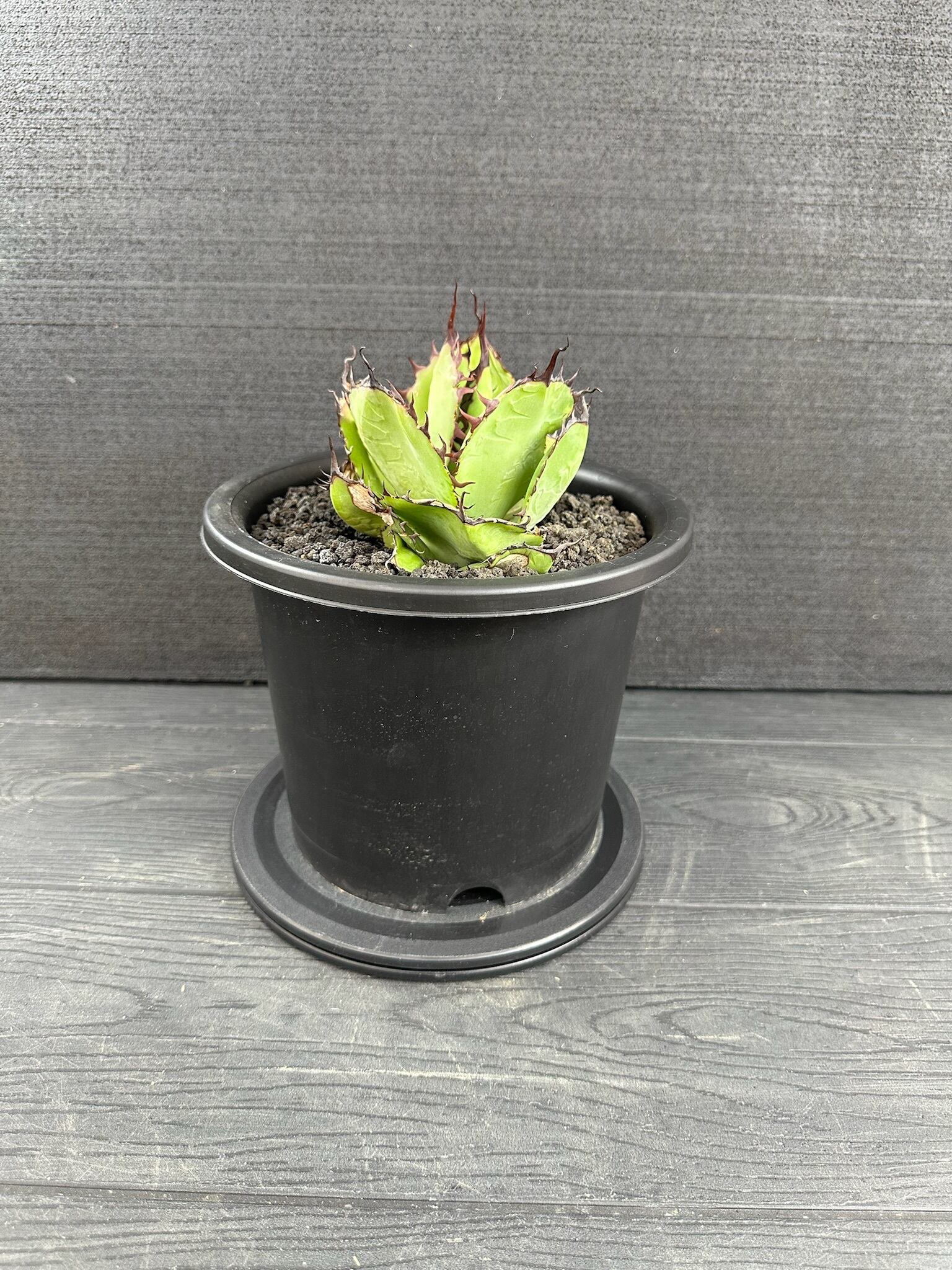 320 アガベ ボビコルヌータ×オテロイ Agave Bovicornuta×Oteroi | T