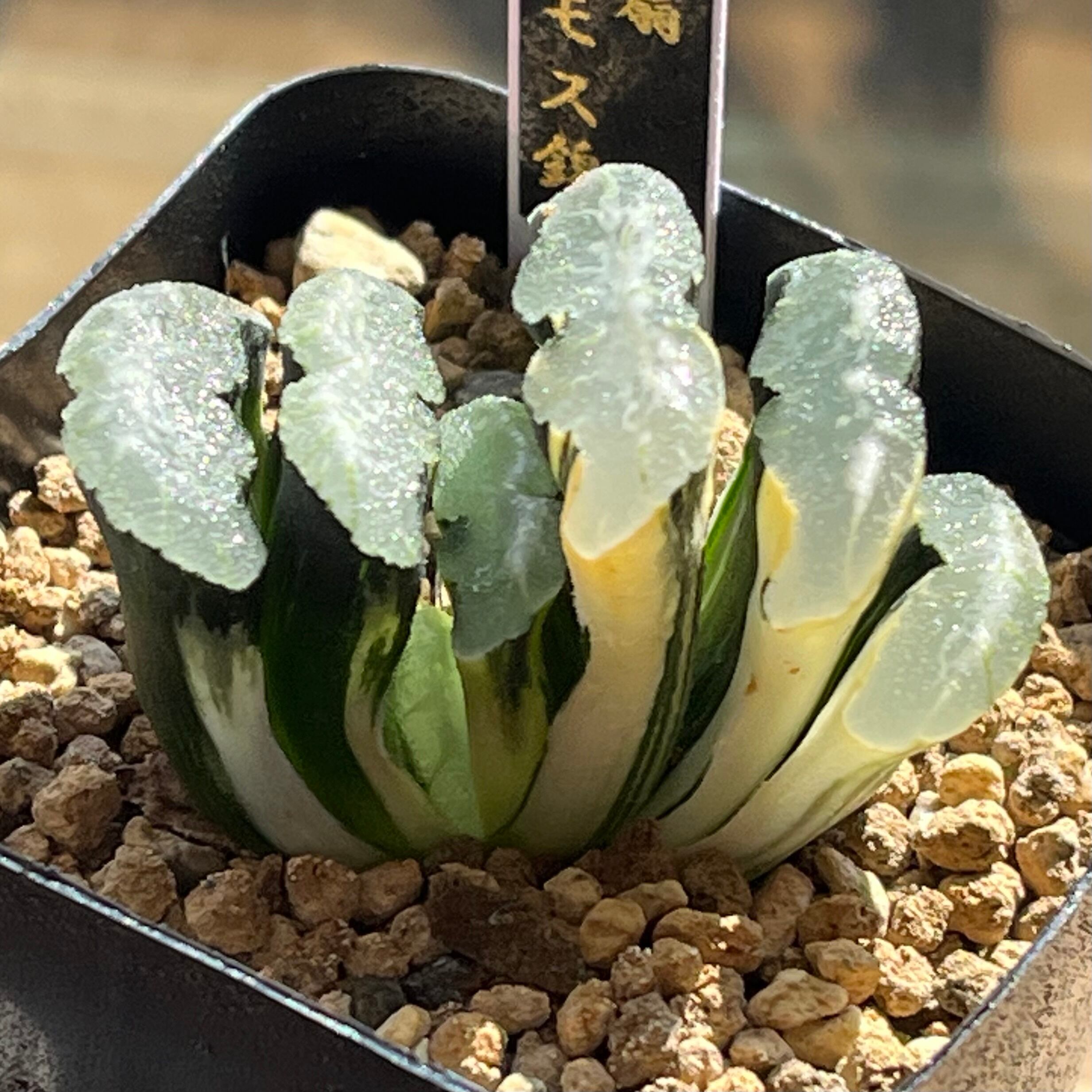 ハオルチア 雫石錦 | mocono_plants ハオルチア 雫石錦 | mocono_plants