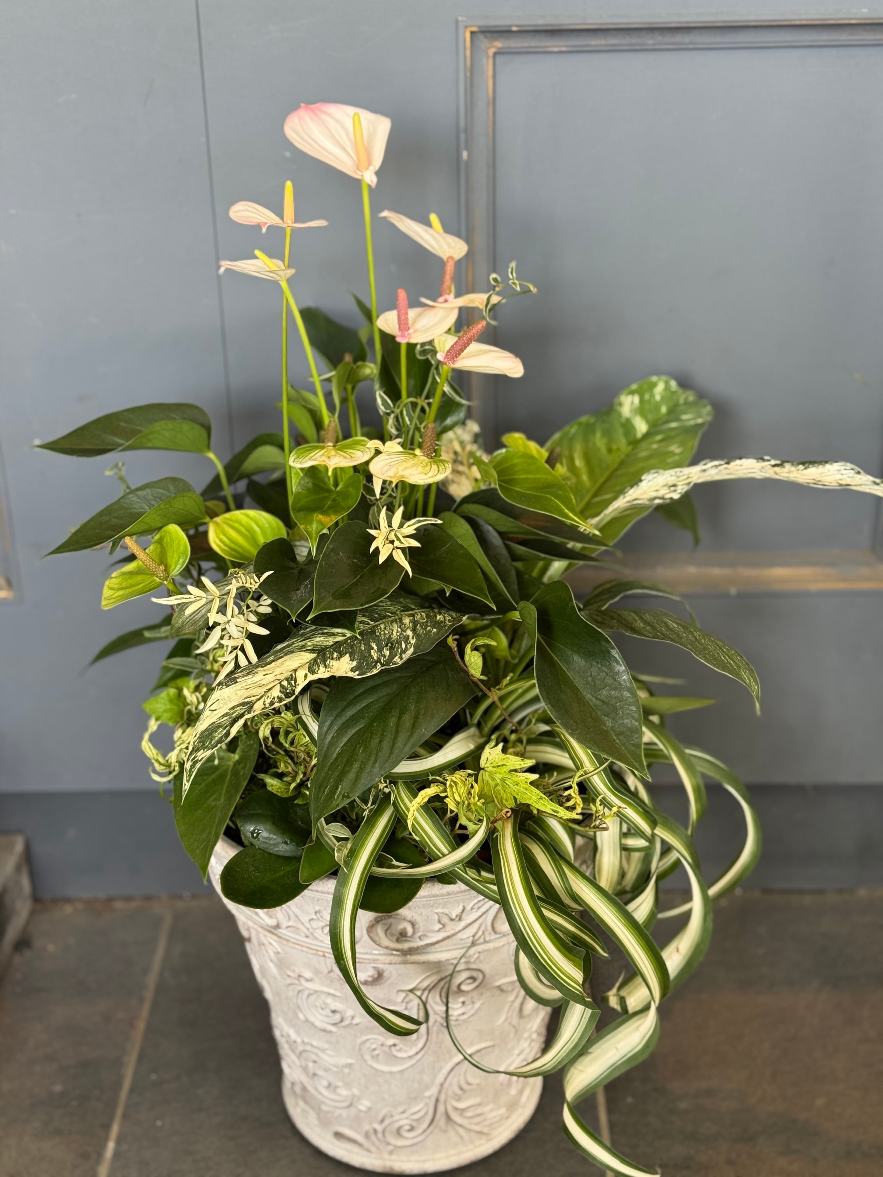 寄せ植え | 橋本種苗園