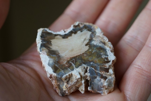 珪化木 Araucarioxylon 26