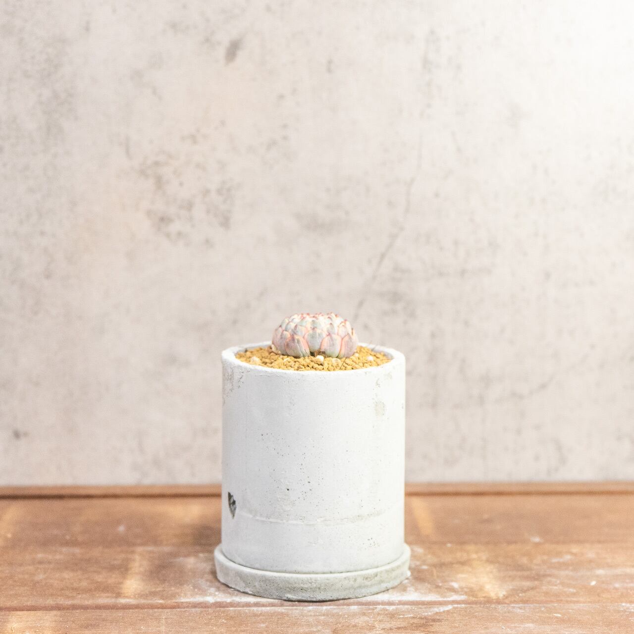 宝石のような美しさ。エケベリア ホワイトミニマ錦｜風合いある手作りモルタル鉢との特別感溢れる一鉢【虫発生抑制】