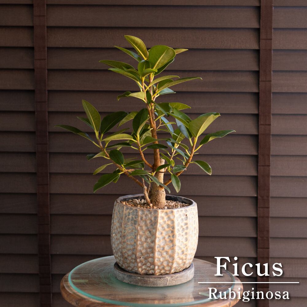 幹太 フィカス ルビギノーサ 盆栽仕立て フランスゴムの木 Rubiginosa 5号 陶器鉢 観葉植物 ゴムの木 0301BG
