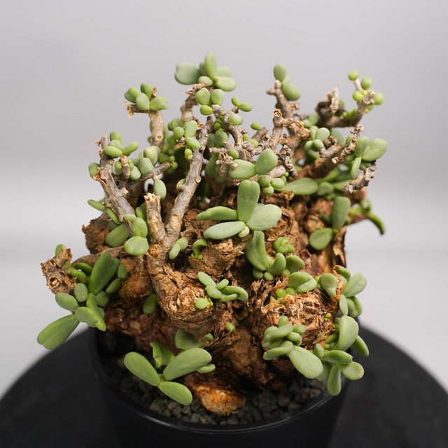 F62 ケラリア ピグマエア 発根済み 現地球