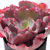 カット苗 ウエディングドレス 大株 Echeveria 'Petticoat'
