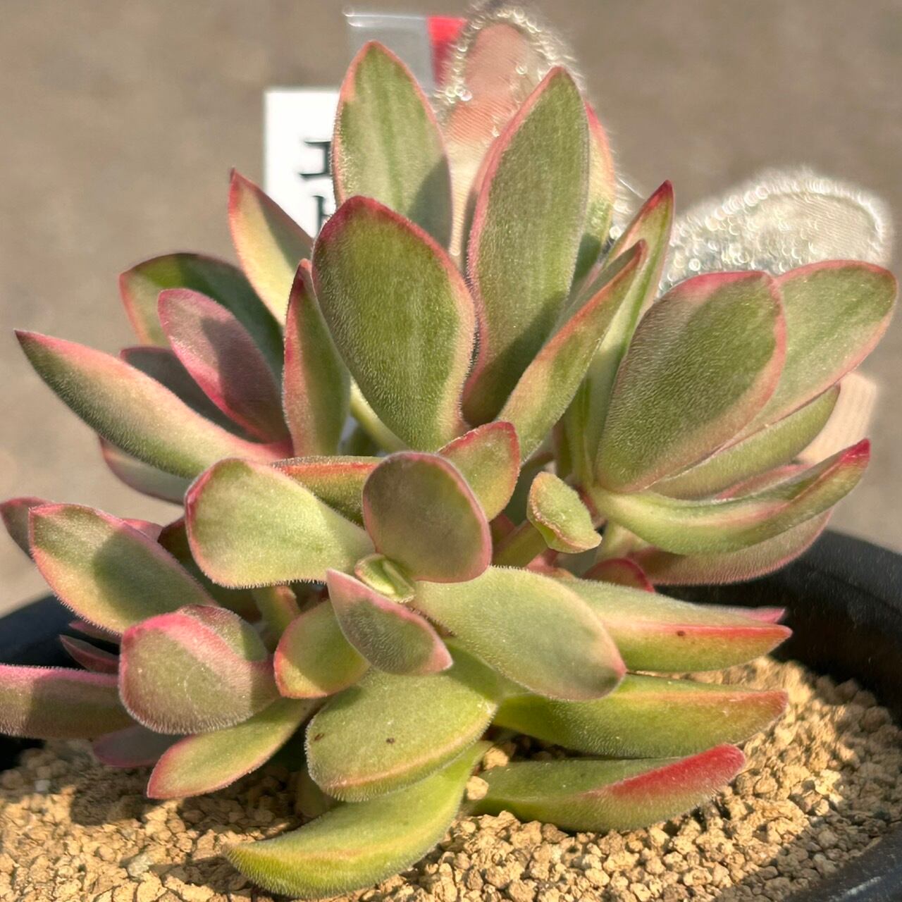 T)エドワード錦 クラッスラ | RuPo 多肉植物専門店