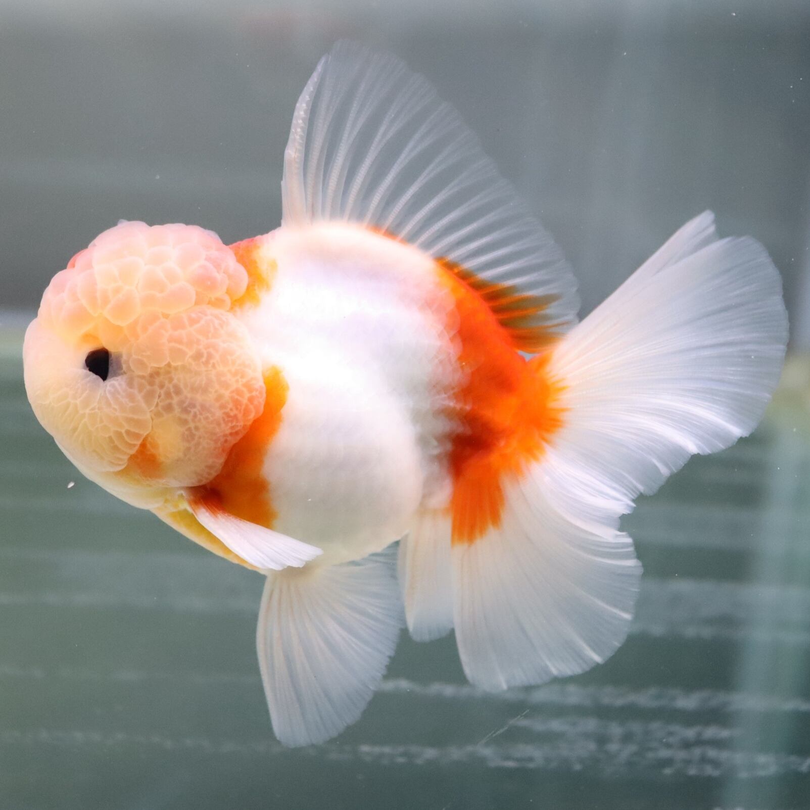 決まりました。】金魚 ローズテールオランダ 【公式通販】