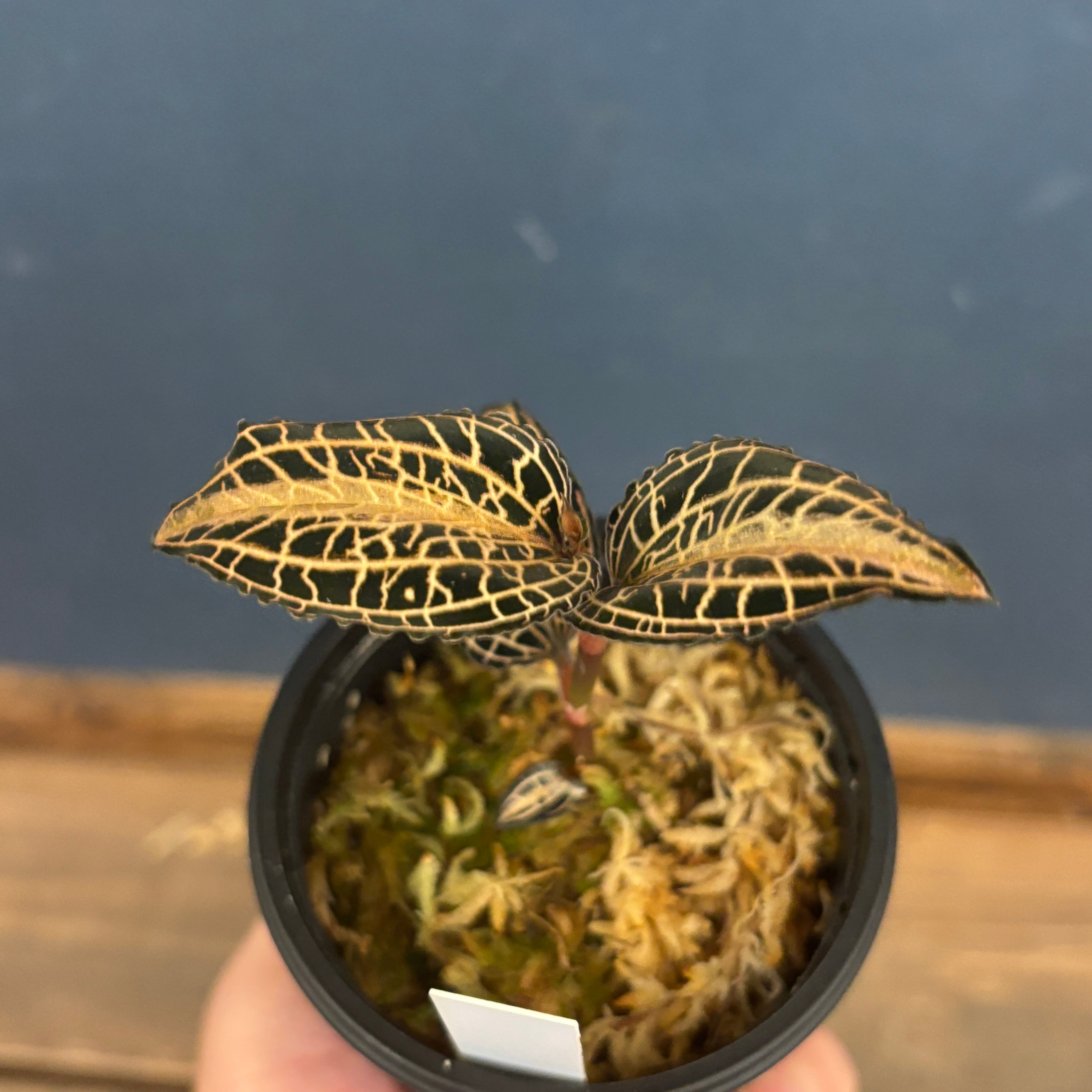 ジュエルオーキッド アネクトキルス sp 太脈type【56】 | PROTOLEAF