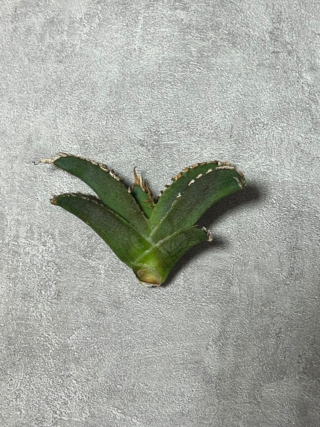 【1月19日21:00販売】agave titanota 白幽霊 子株A