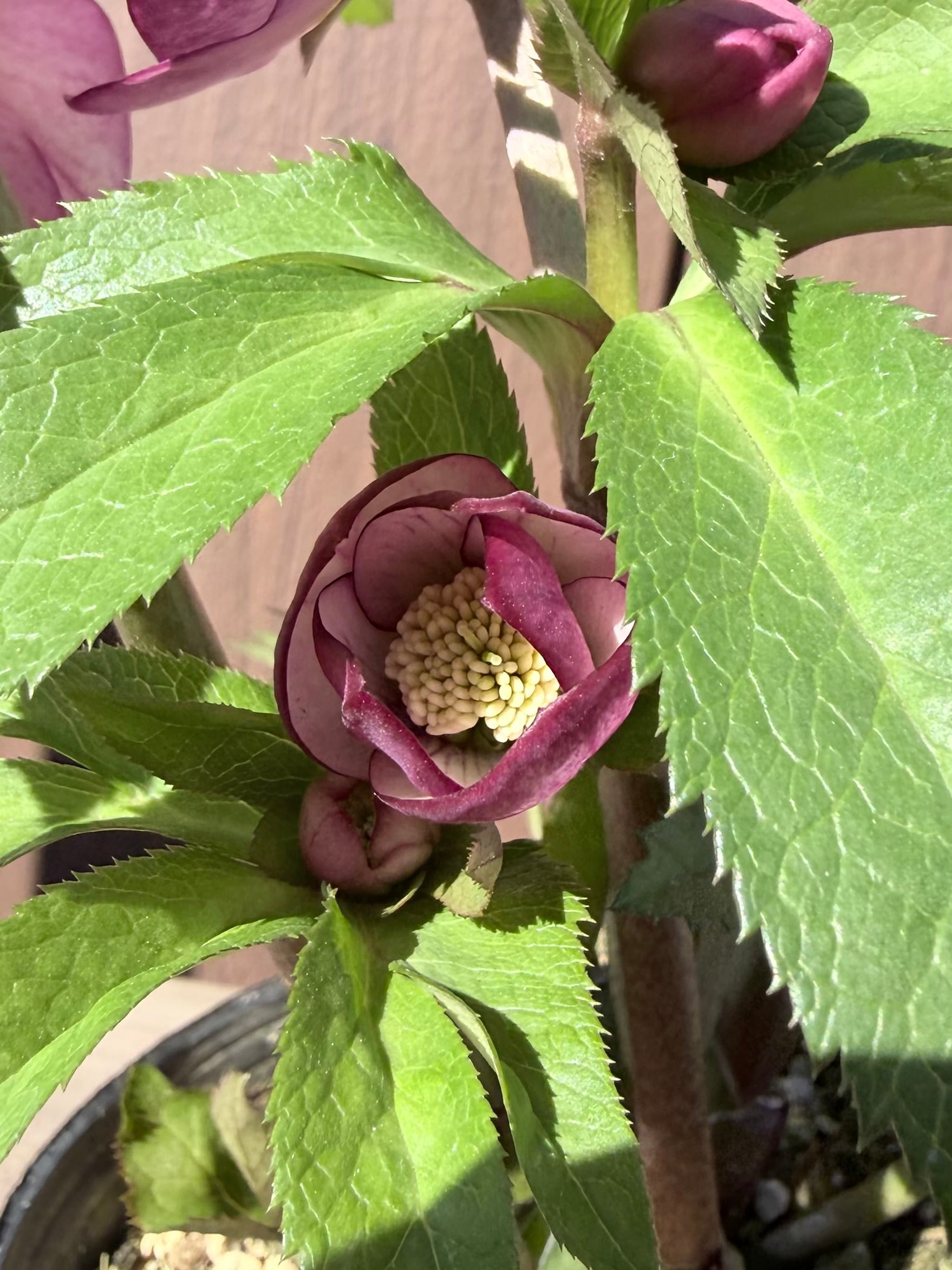 ダークレッド多弁系 加藤農園 クリスマスローズ【ka89】送料無料