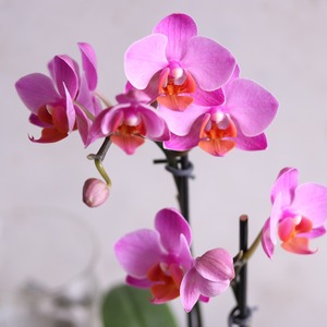 マイクロ胡蝶蘭e　室内に飾る　育てやすい｜ピンクお花　手間がかからない　