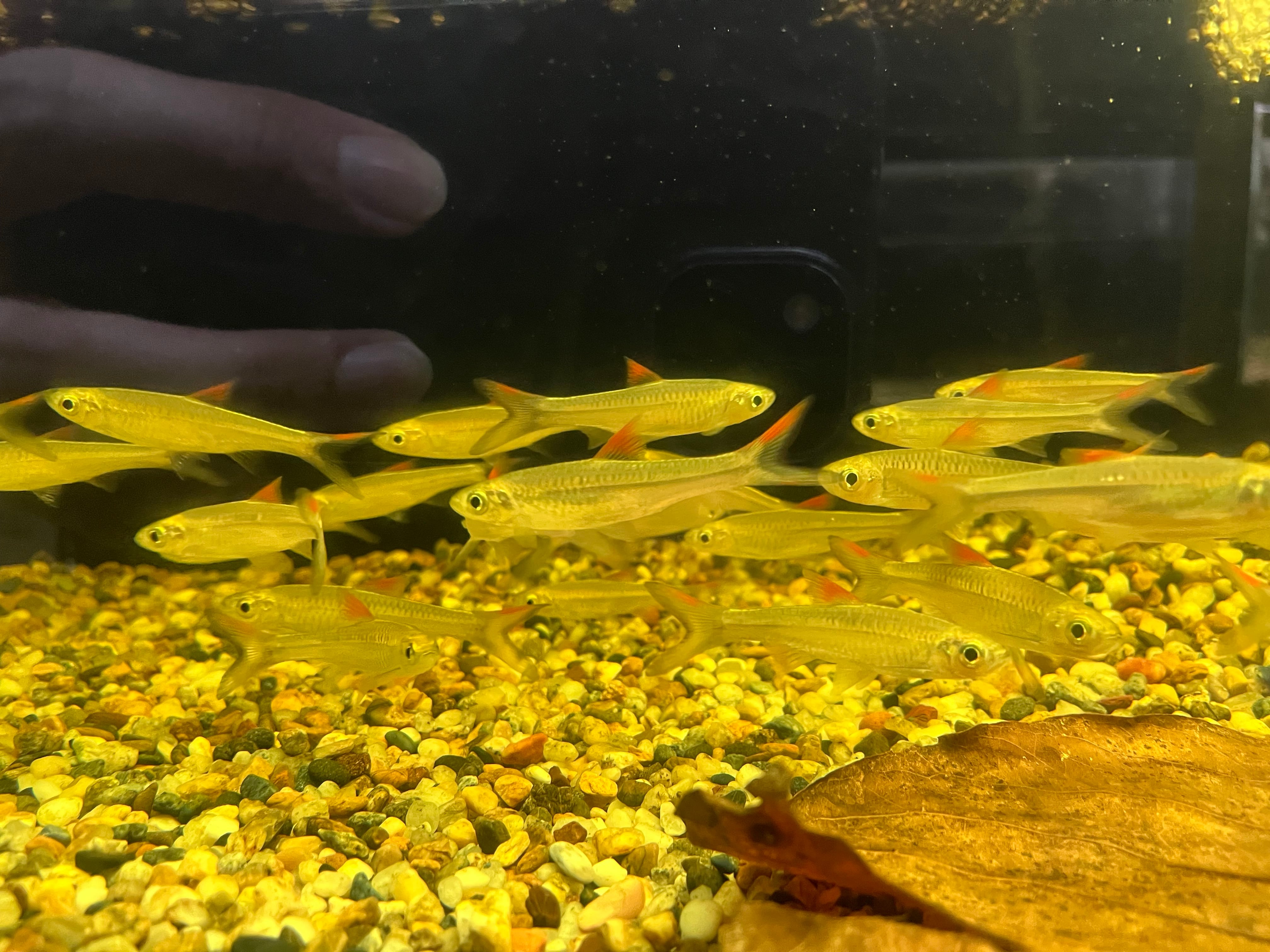 1匹】インドネシア直輸入便WILDラスボラレオフィラ6-7cm | アクア