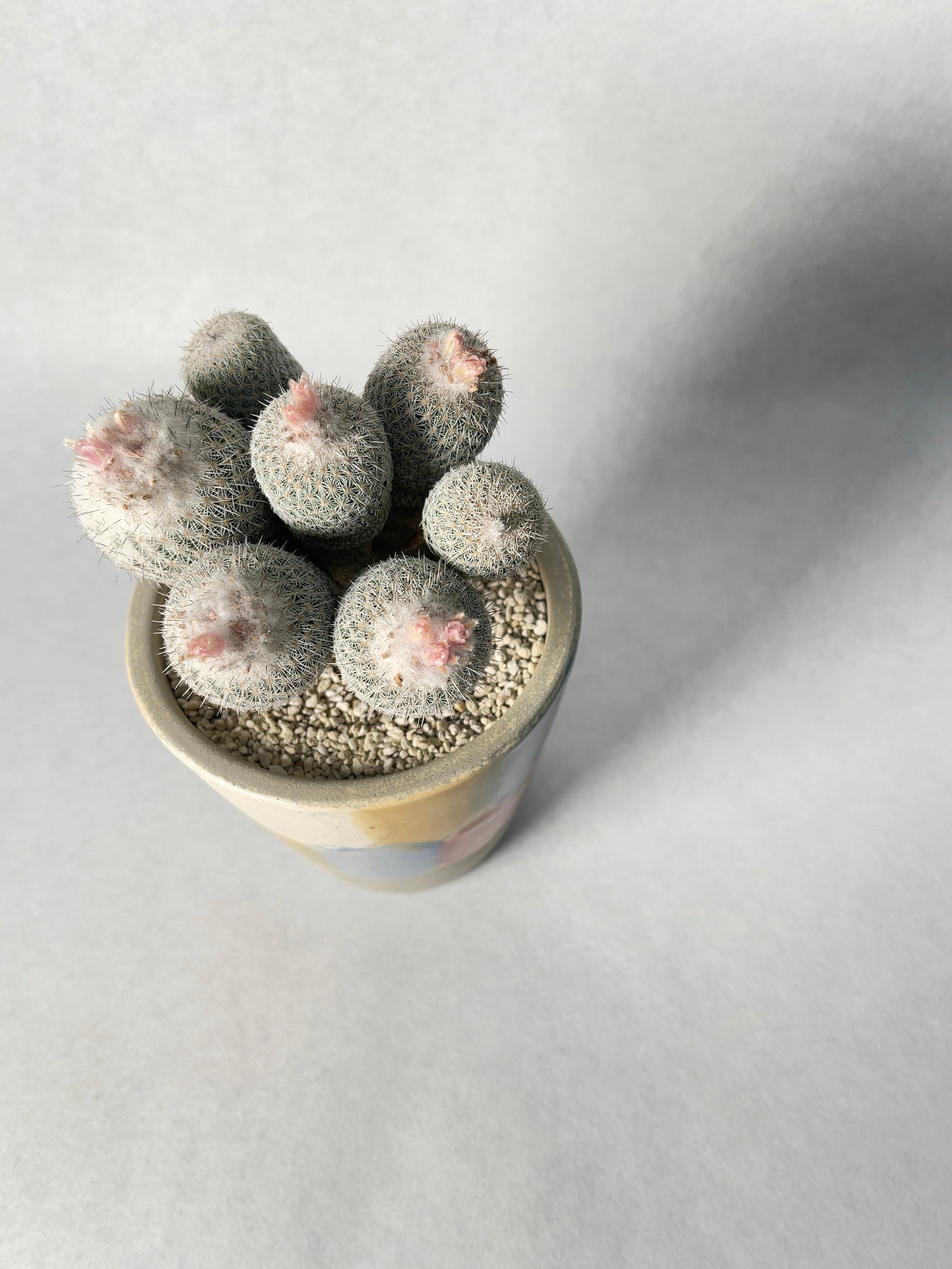 エピテランサ・かぐや姫 | trigger