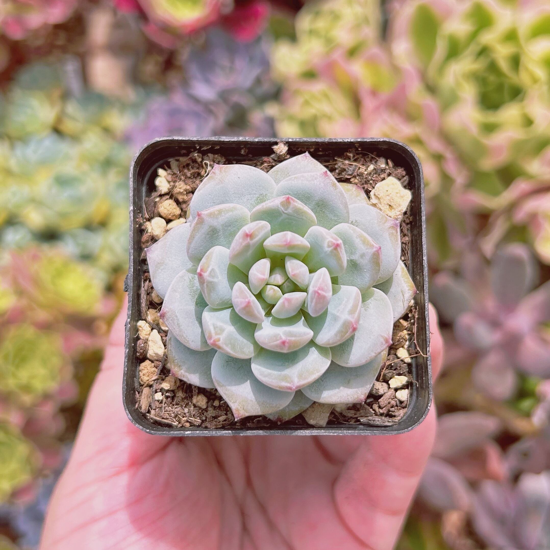 現物　多肉植物　星星　抜き苗