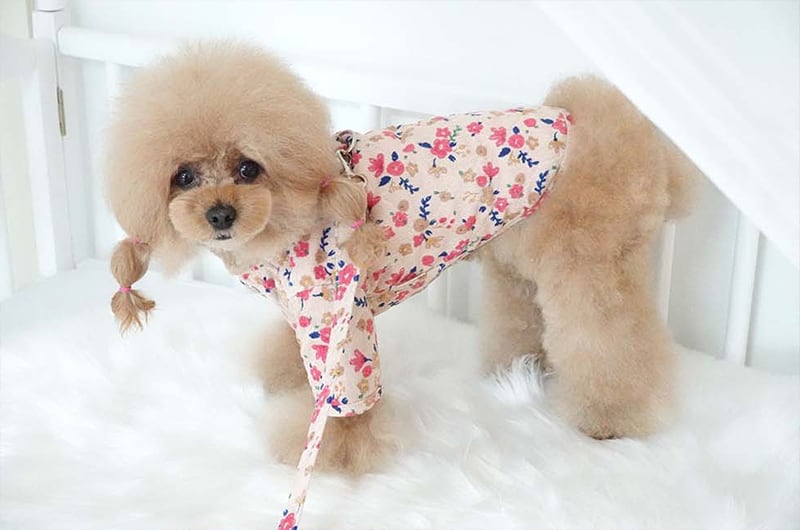 【SALE】 himawari harness jacket XS ~ 2XL 2color  /  犬服 秋冬 新作 ジャケット ハーネス＆リードセット 小型犬 中型犬 ドッグウェア ペット用品 胴輪 アウター