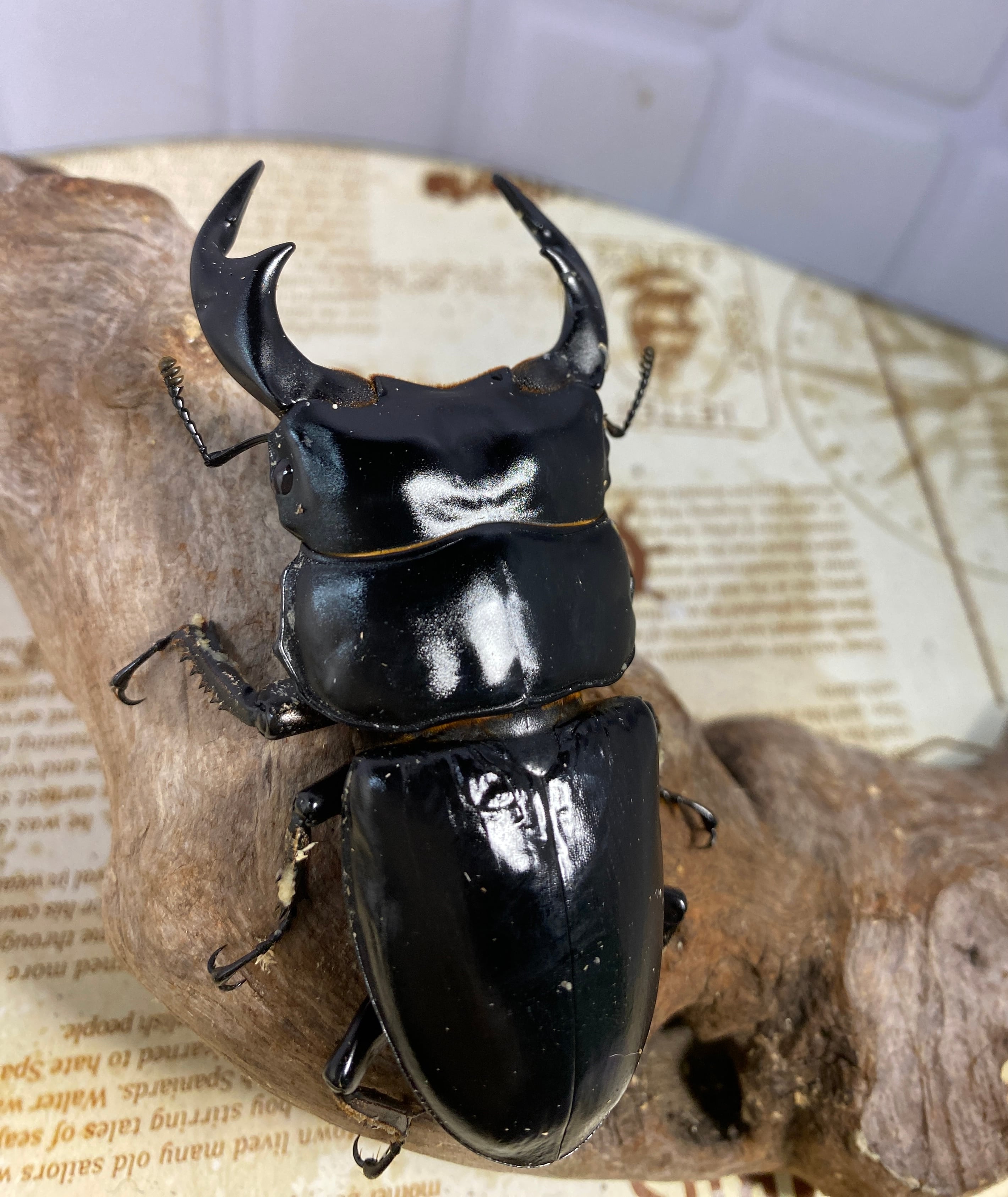 アンタエウスオオクワガタ89mmペア アンタエウスオオクワガタ ペア