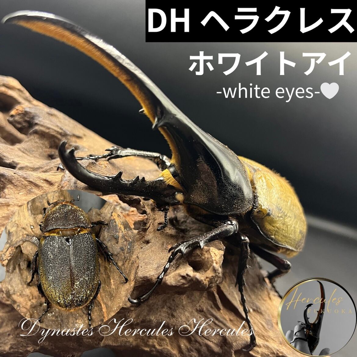 D.Hヘラクレス 136mmペア
