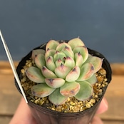 farmPALKさん苗 エケベリア 露蛍【624】