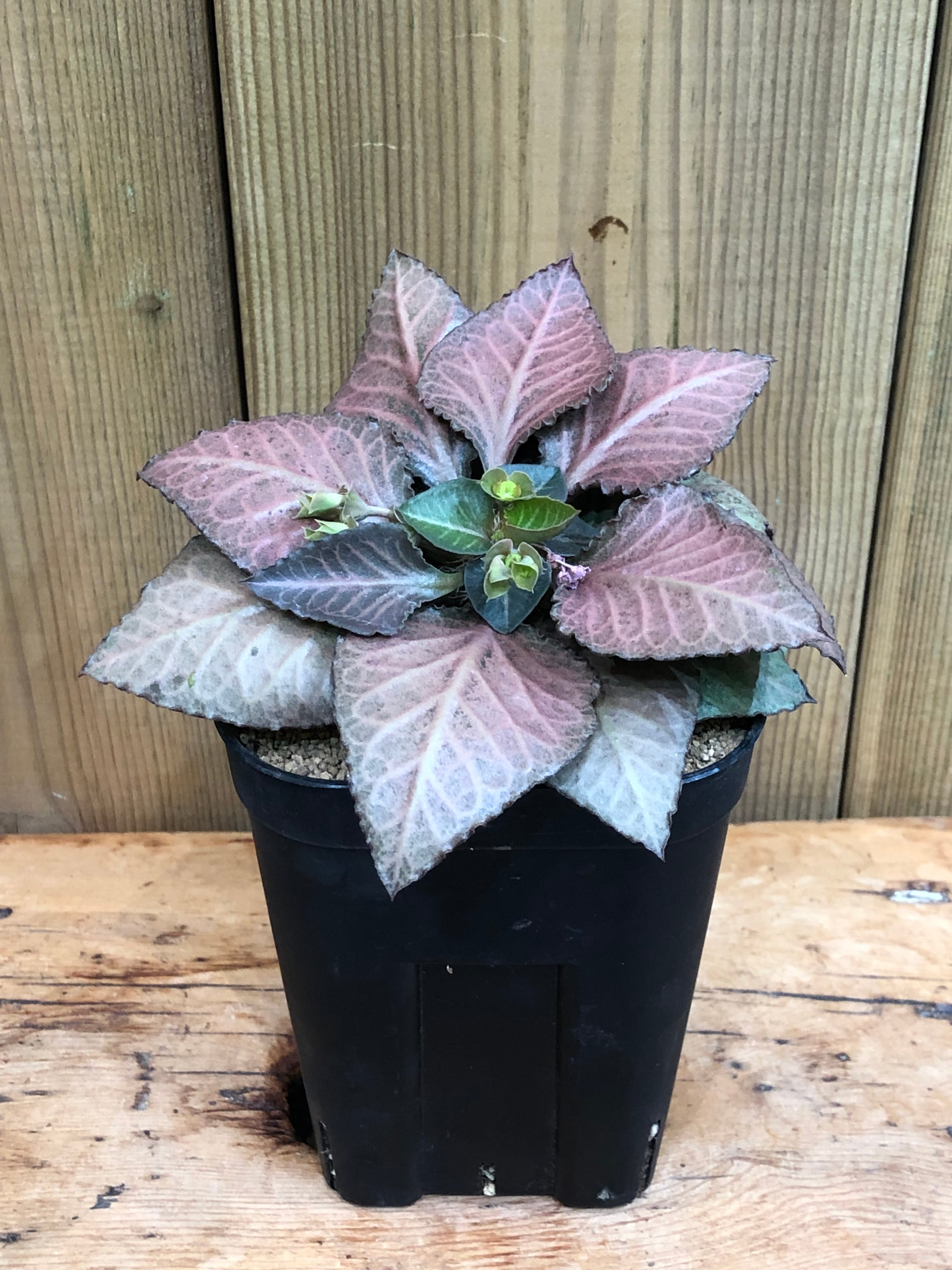 P.willinckii cv. Sailor Saturn【artPLANTs】ビカクシダ/Platycerium
